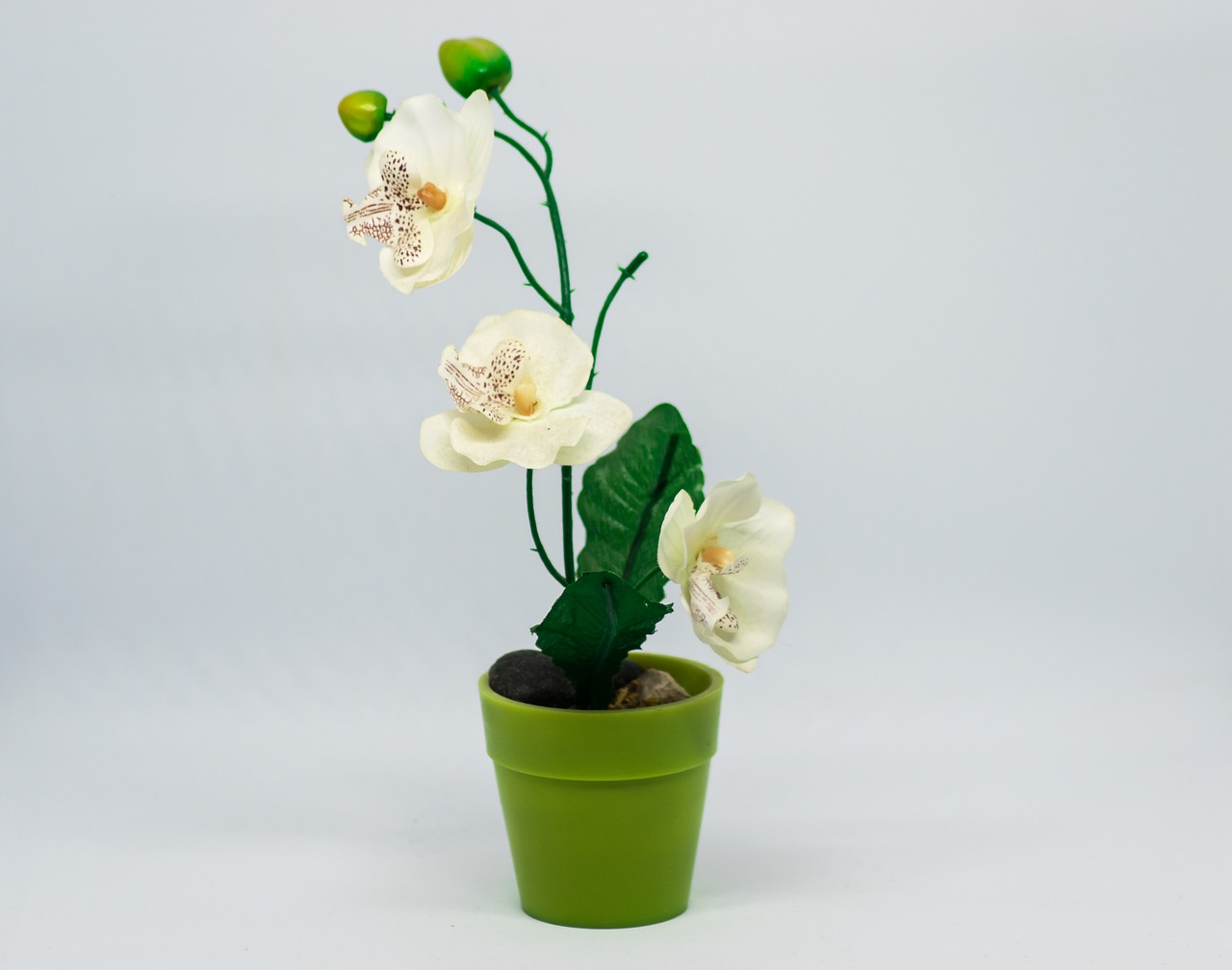 growth flower vase free photo