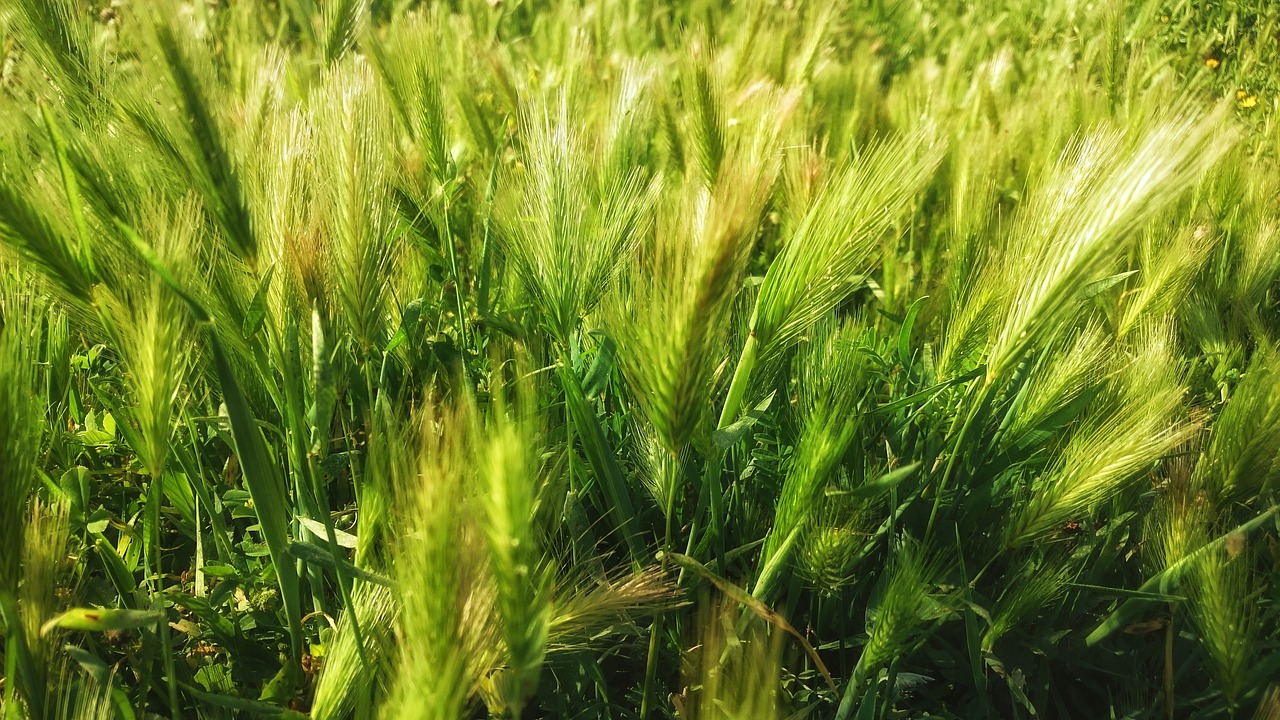 growth  cereal  field free photo