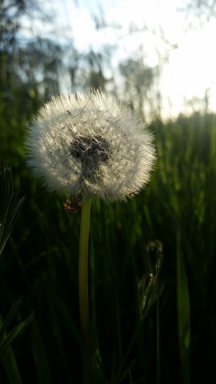 growth  grass  nature free photo