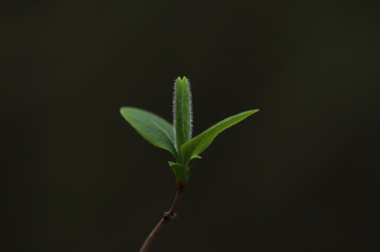 growth  green  sheet free photo