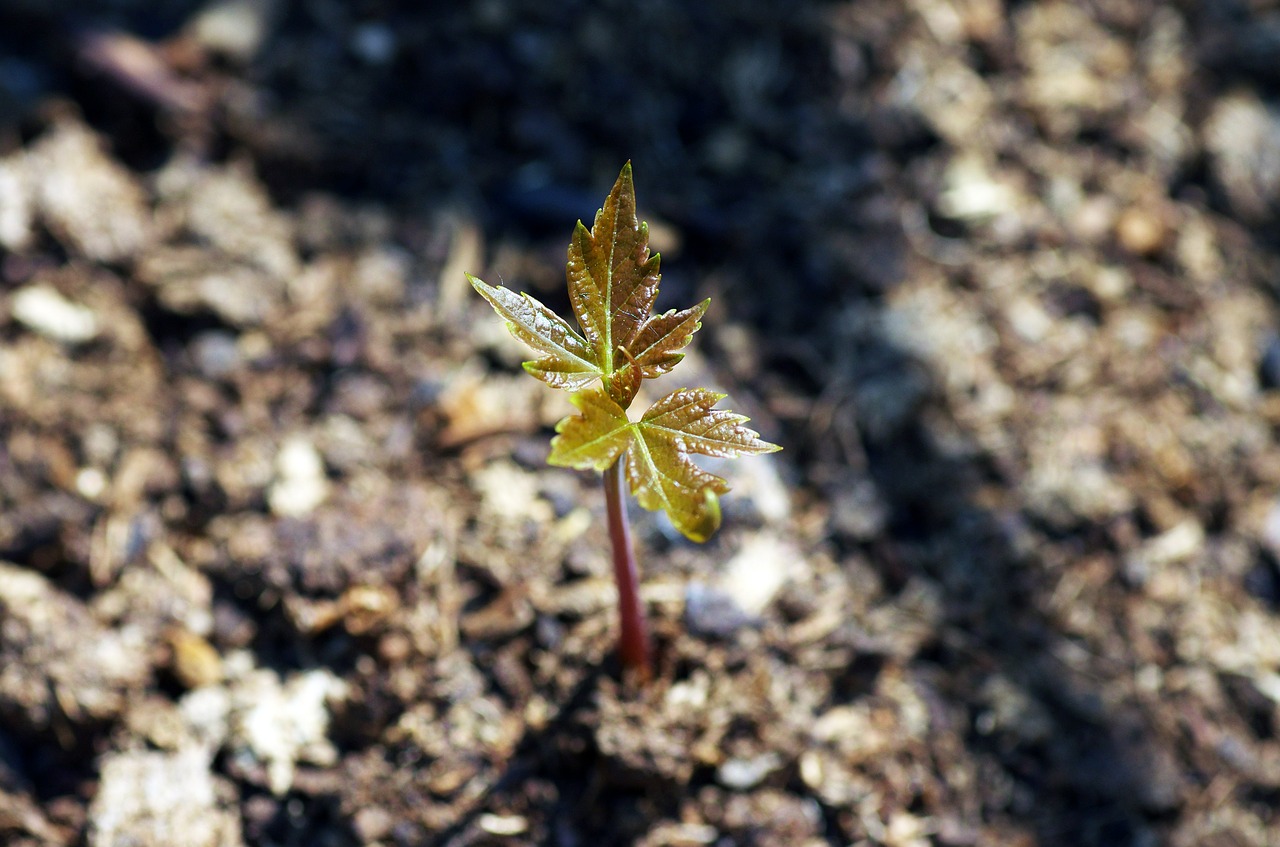 growth tree maple free photo