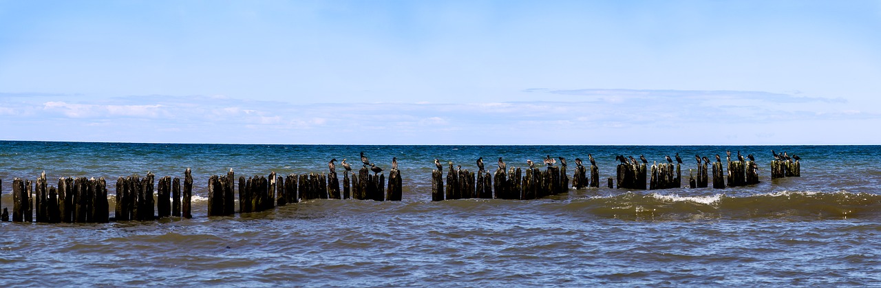 groynes coastal protection baltic sea free photo