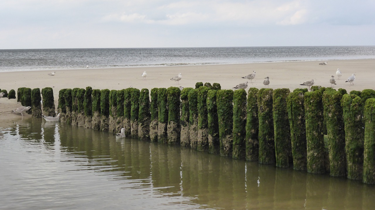 groynes coastal protection sea free photo