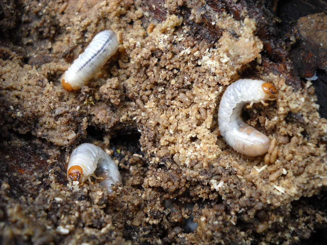grubs larvae cockchafer free photo