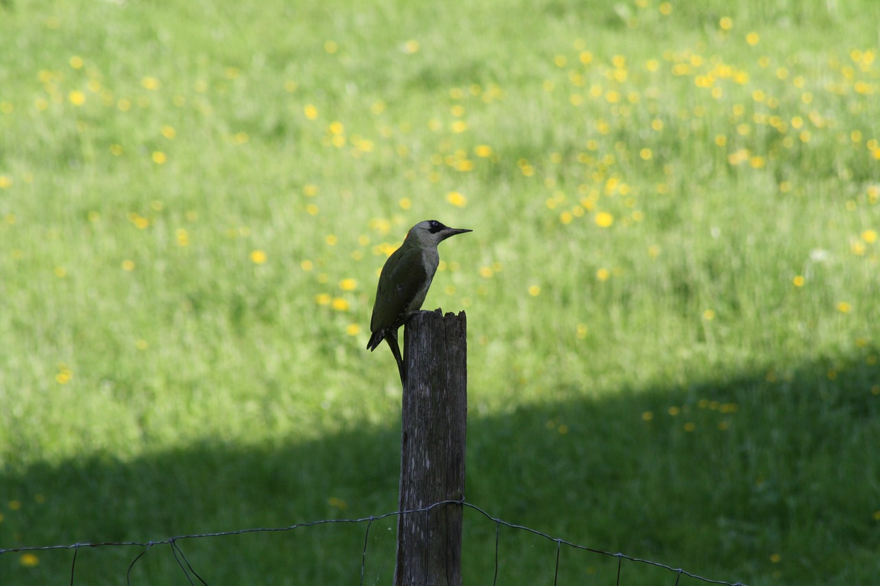 gruensprecht post meadow free photo