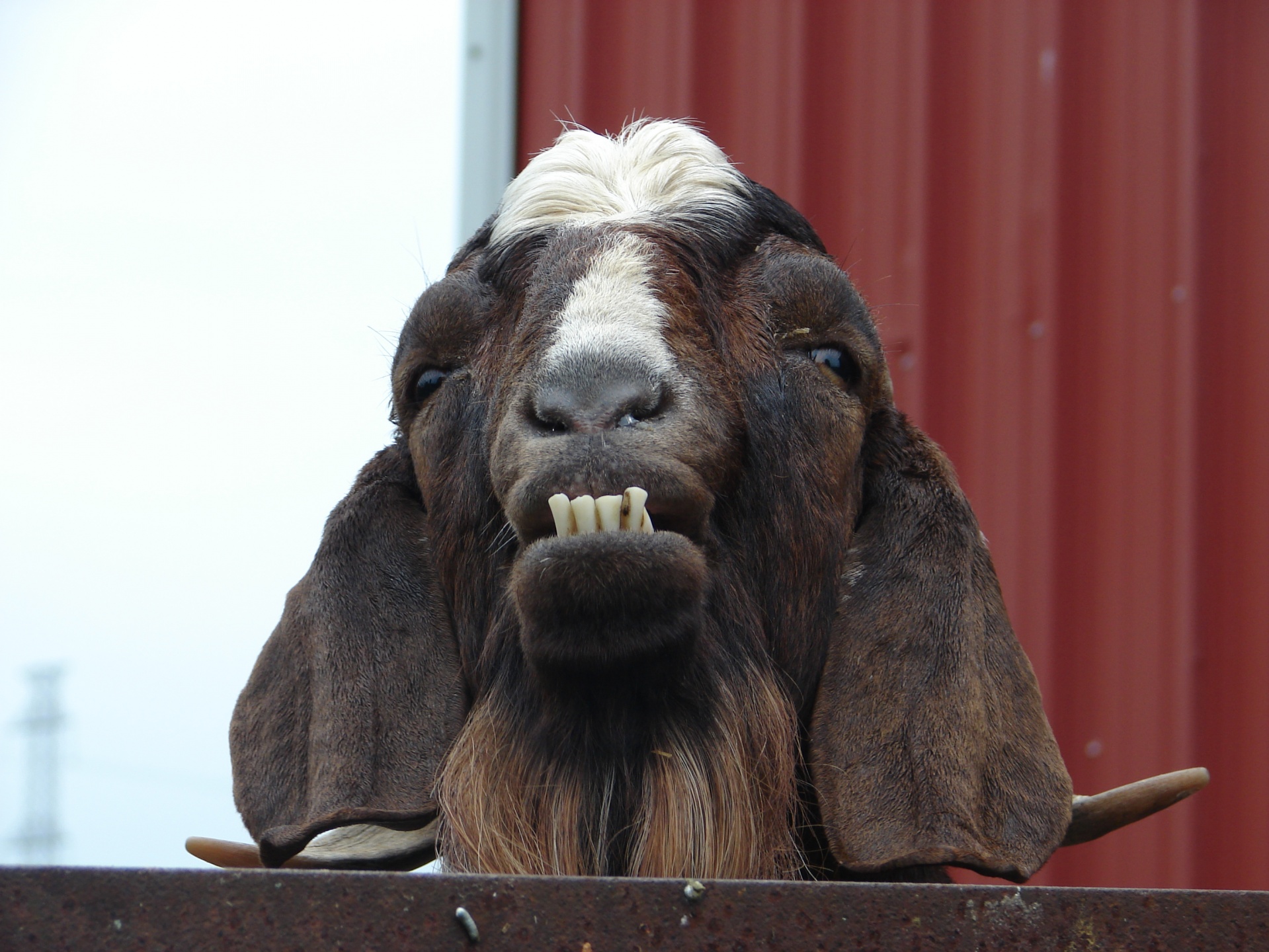 grumpy old goat free photo