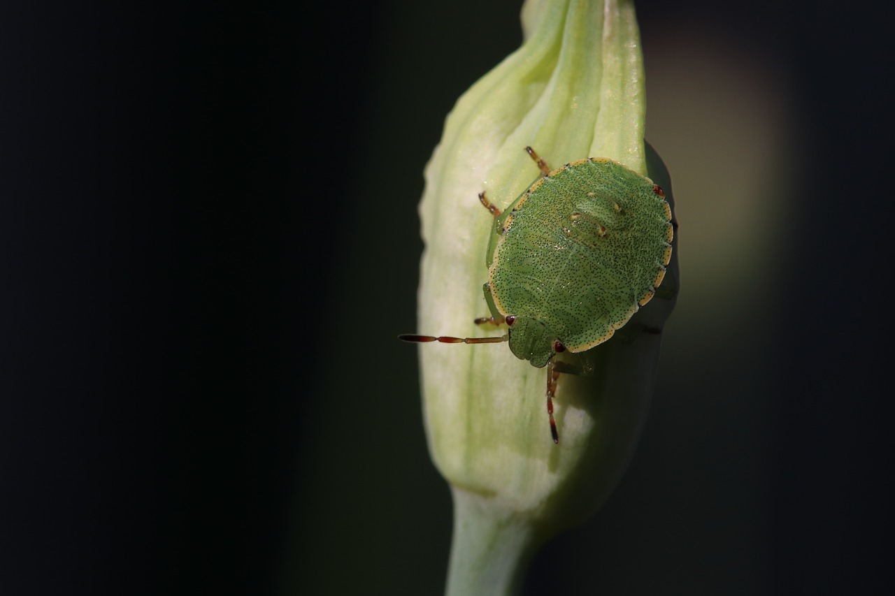 grüne  stink bug  insect free photo