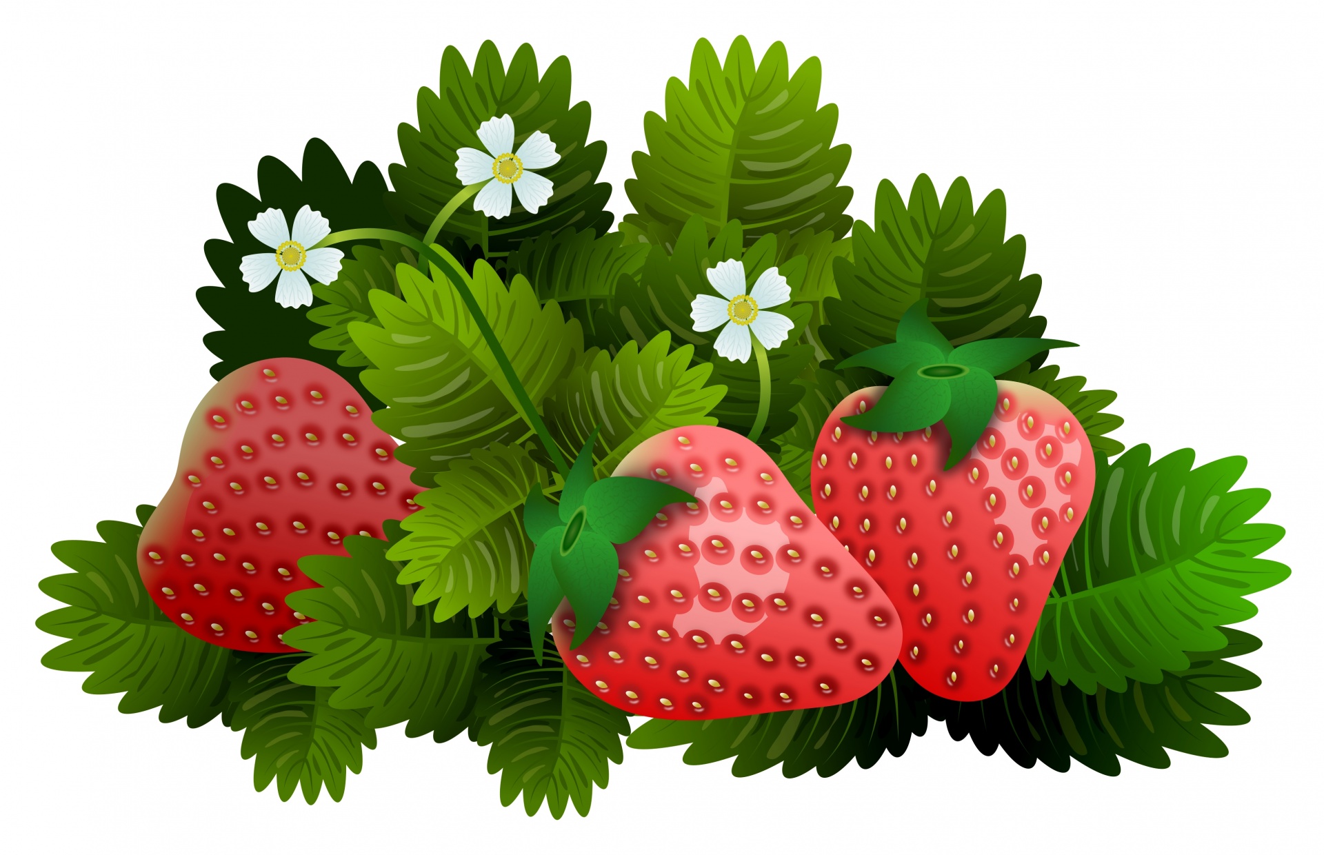 strawberries fruits tasty free photo