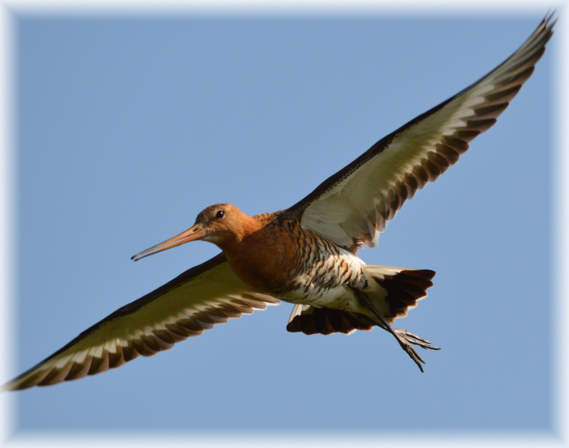 bird godwit animal free photo