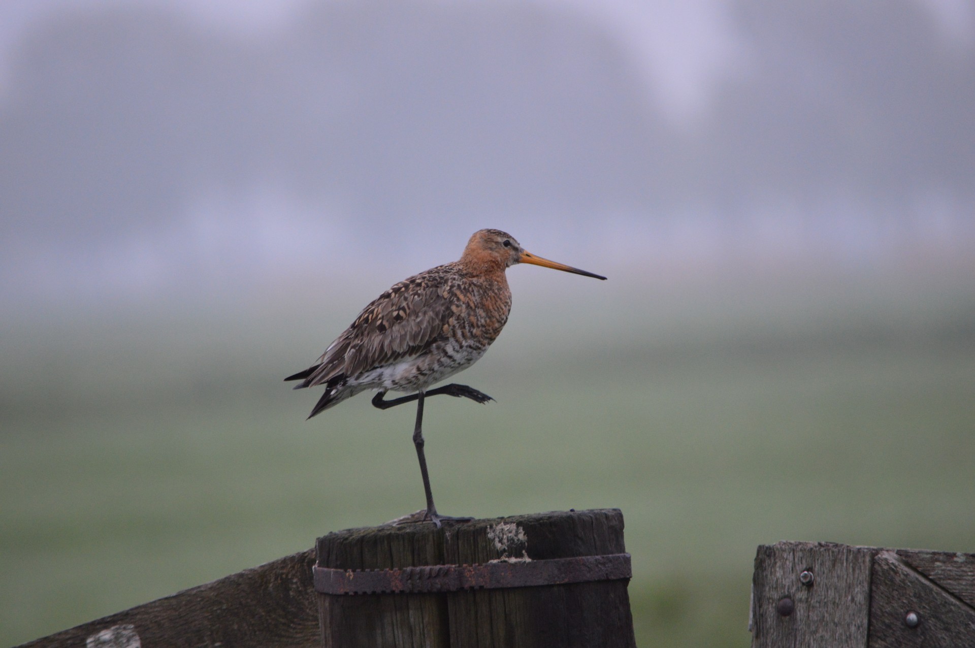 godwit bird nature free photo