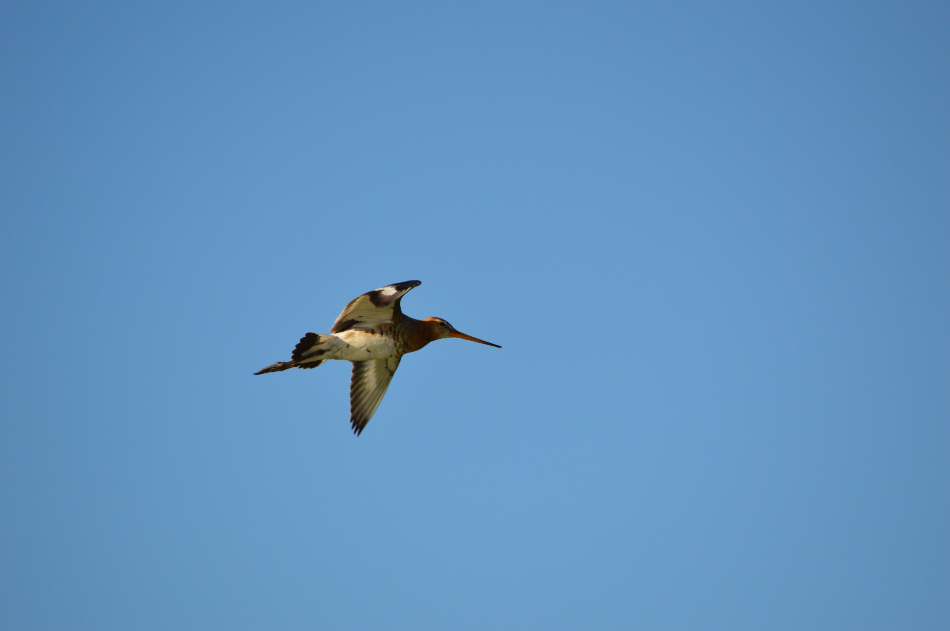 godwit bird spring free photo