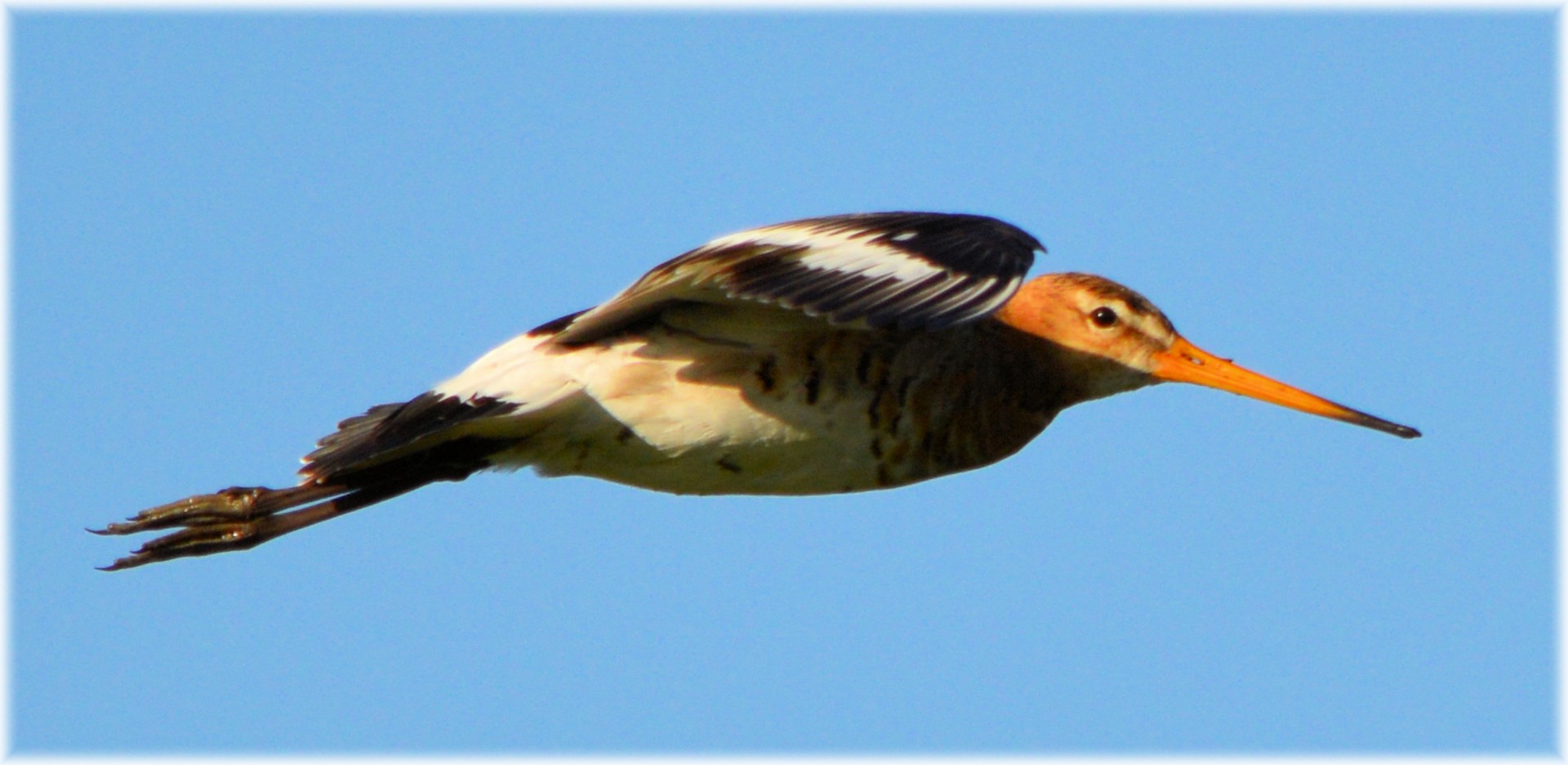 godwit bird spring free photo