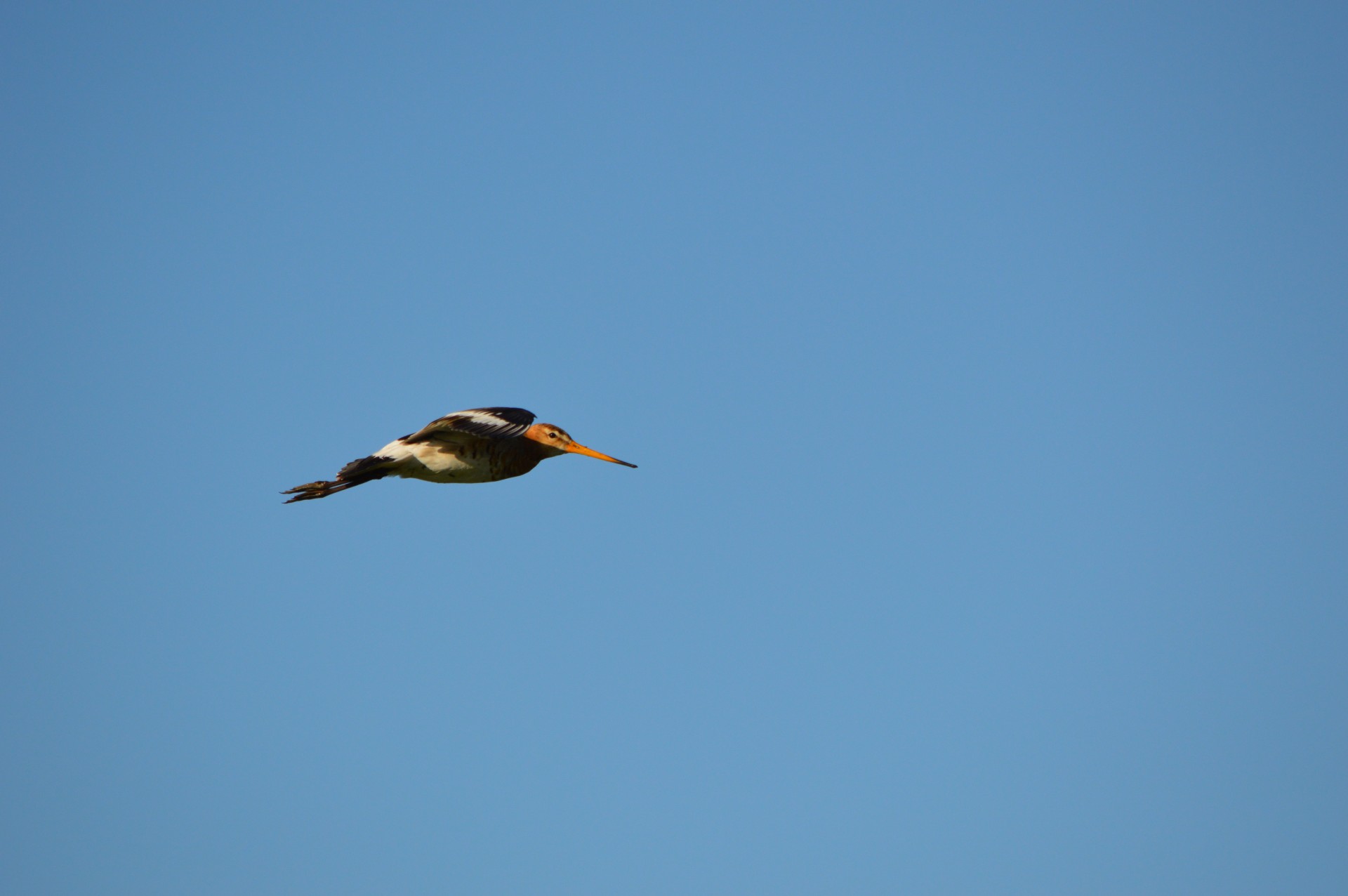 godwit bird spring free photo