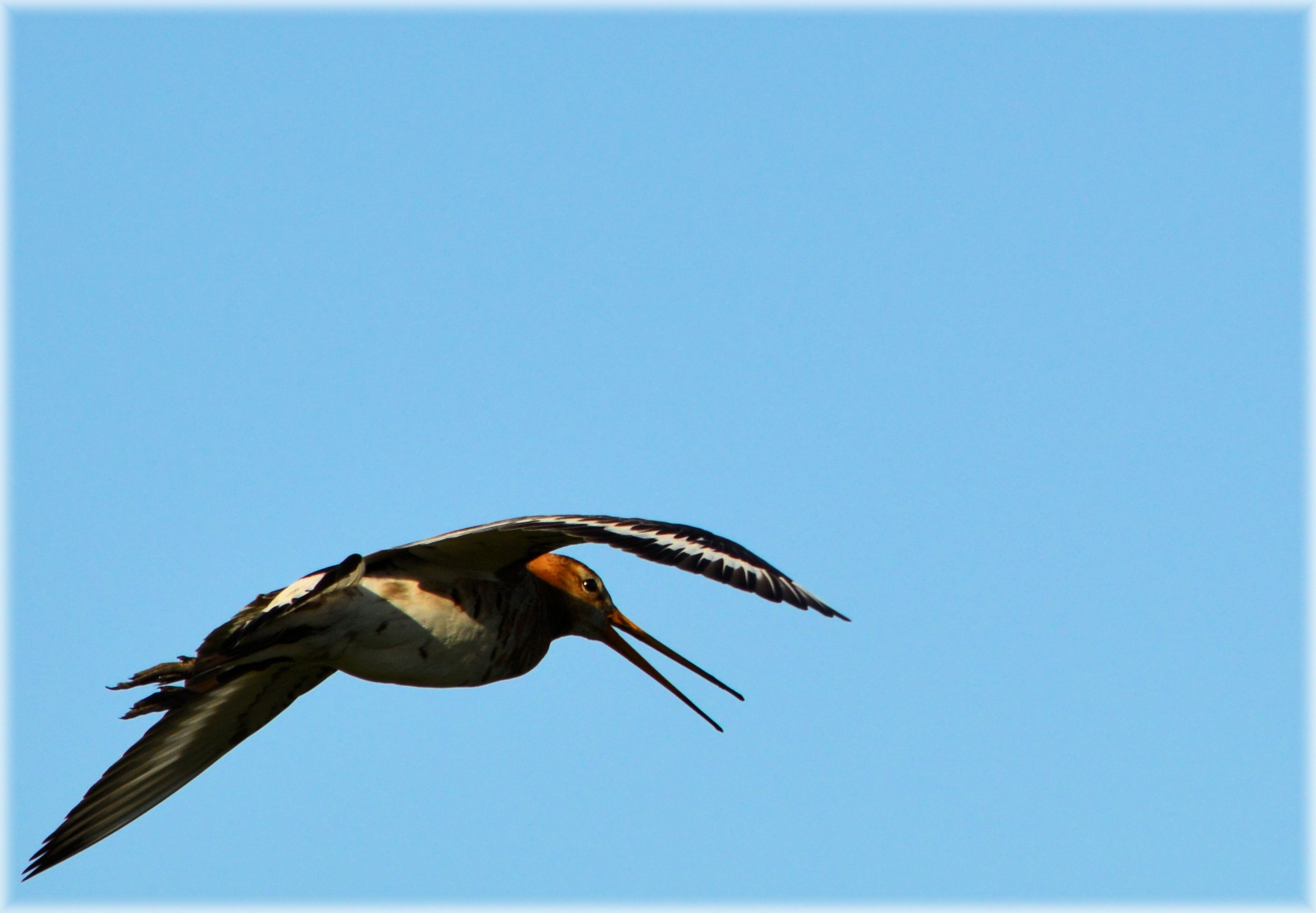 godwit bird spring free photo