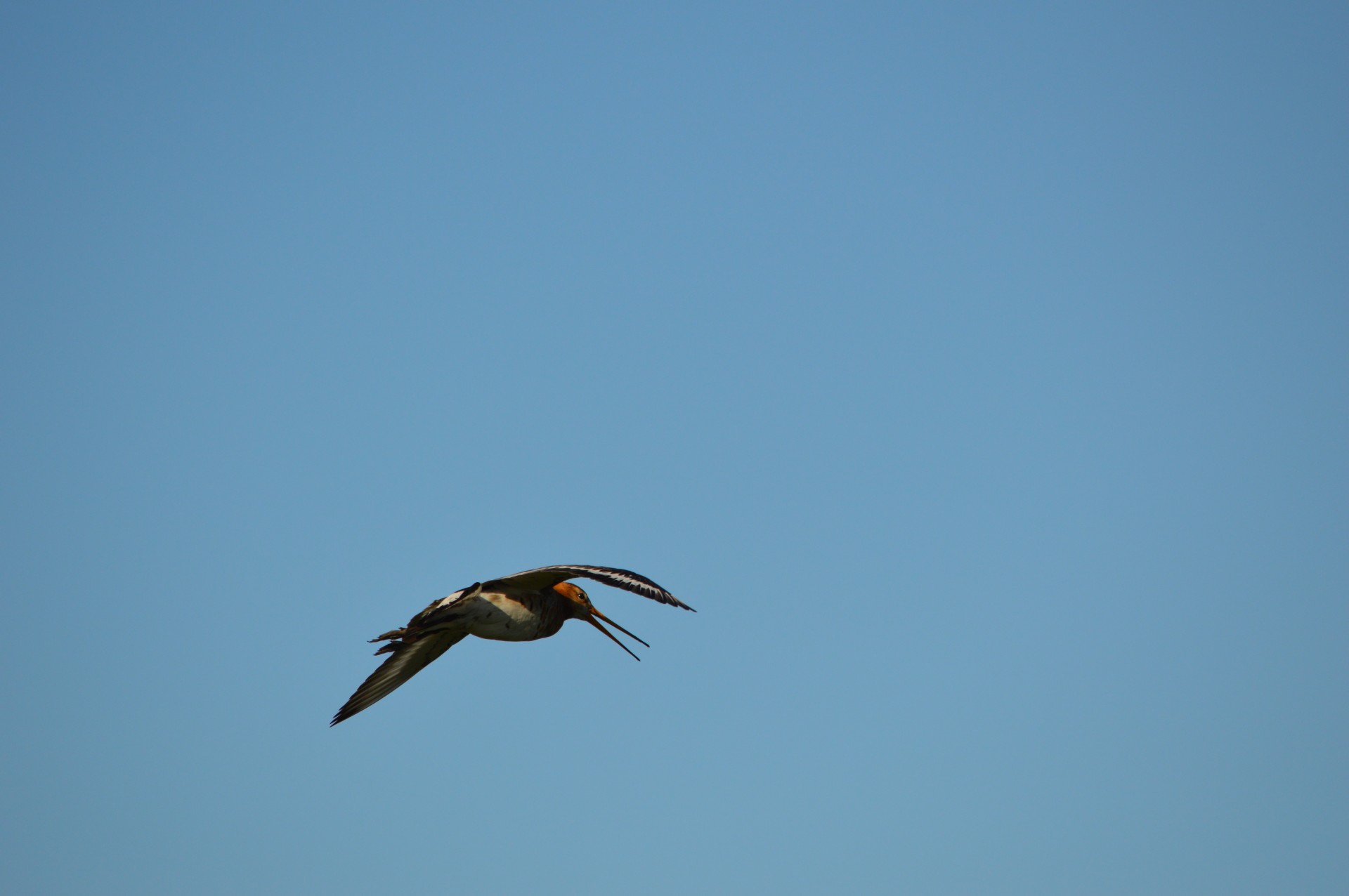 godwit bird spring free photo