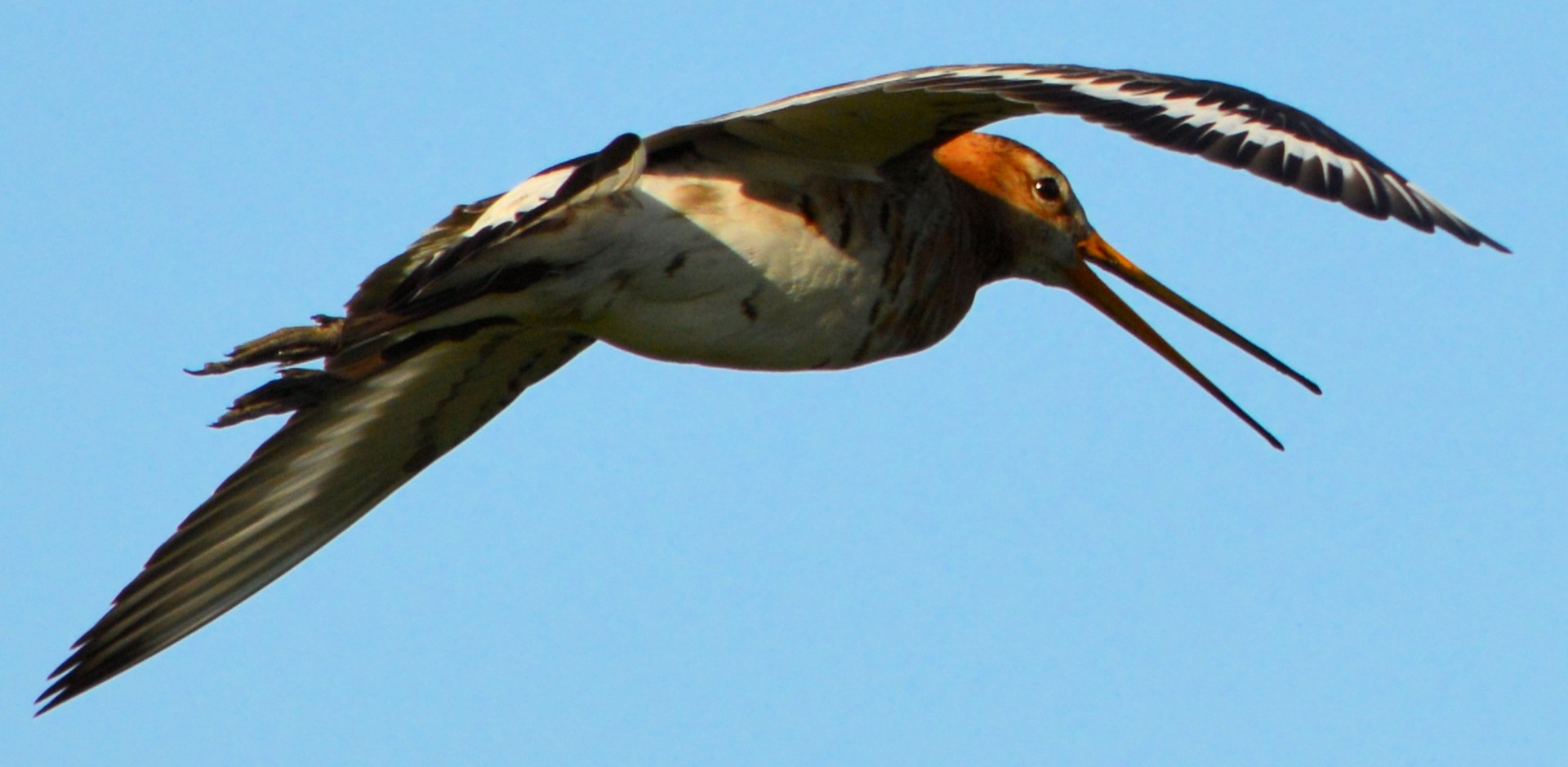 godwit bird spring free photo