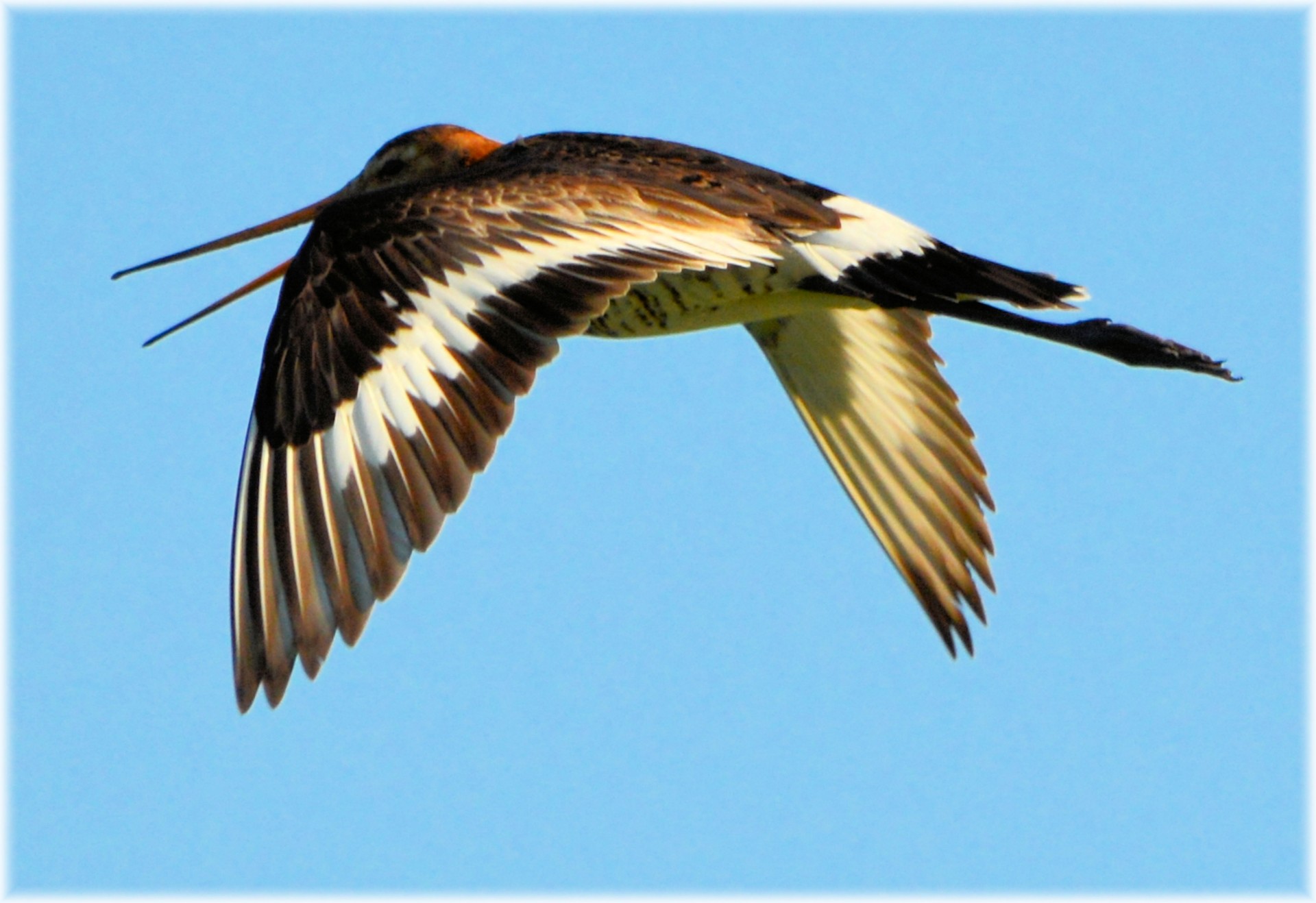 godwit bird spring free photo