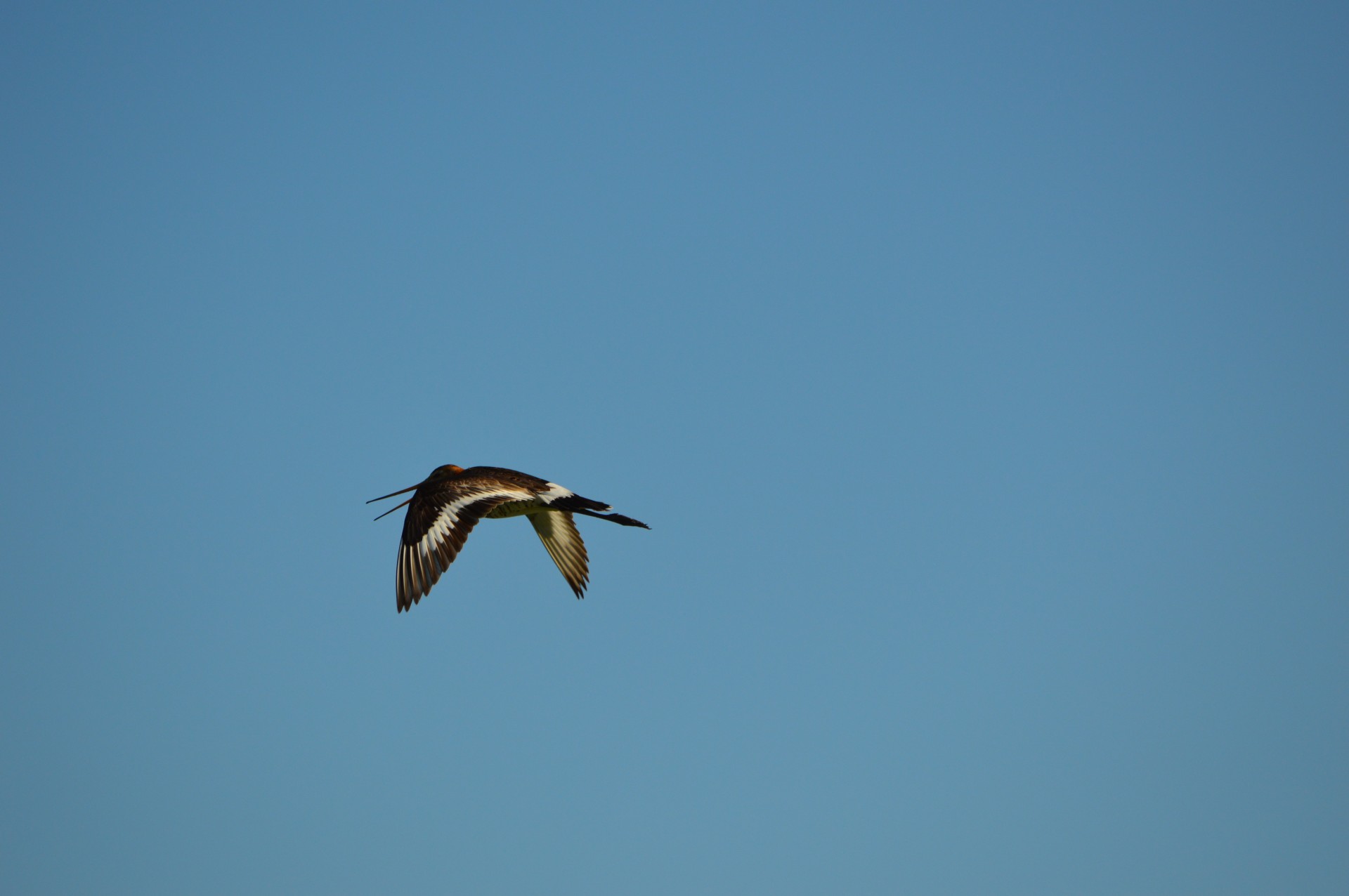 godwit bird spring free photo