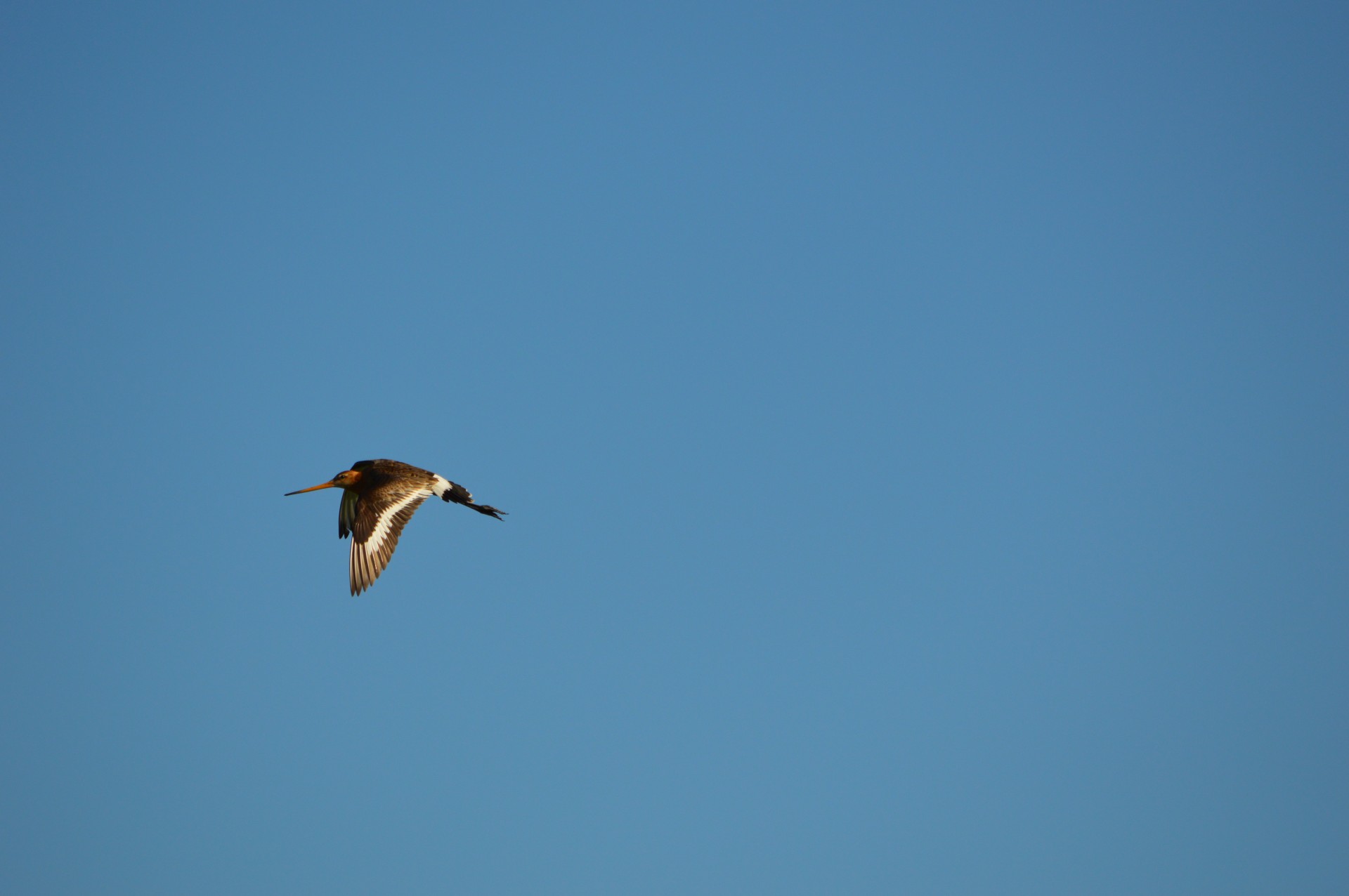 godwit bird spring free photo