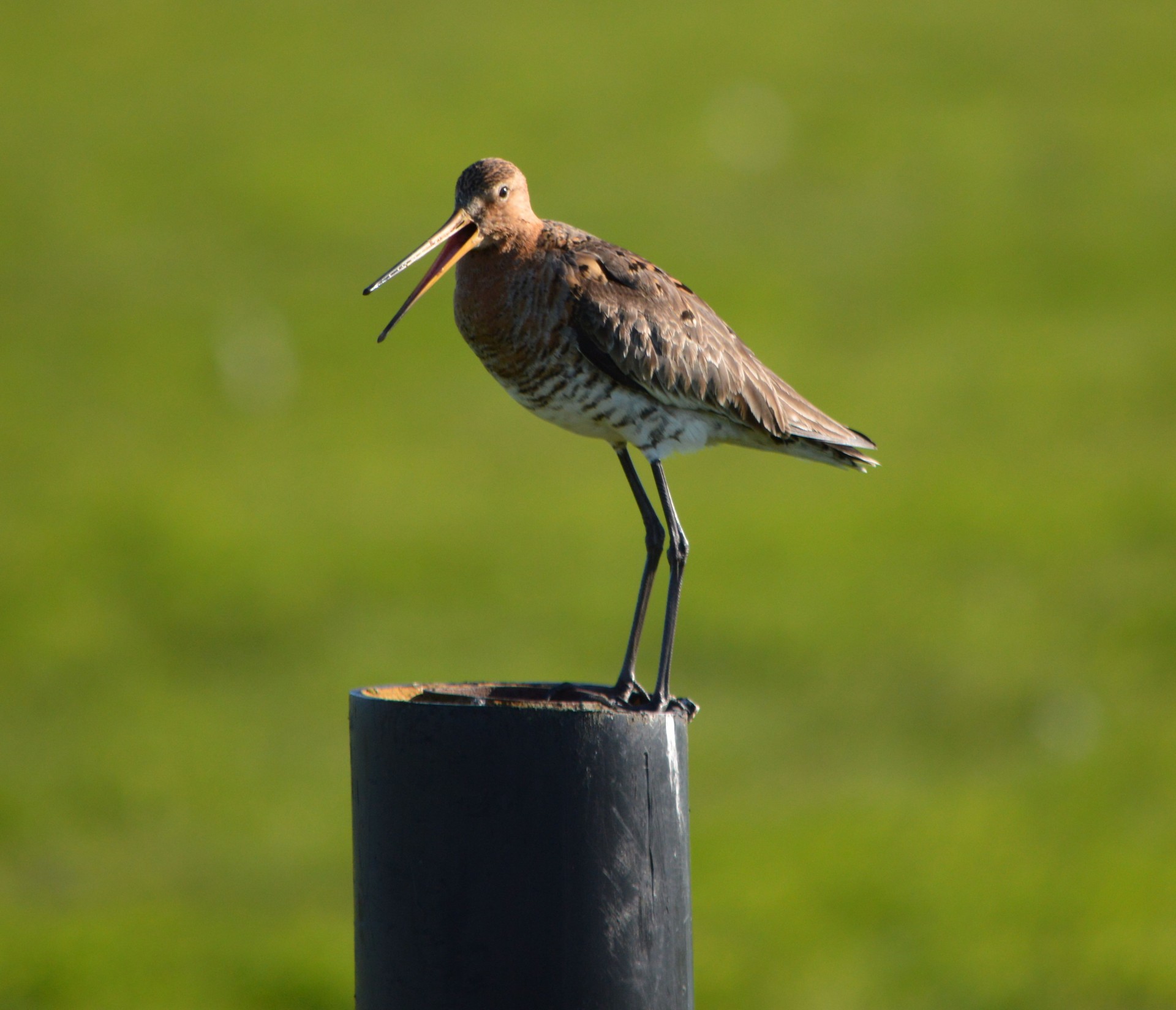 godwit bird spring free photo