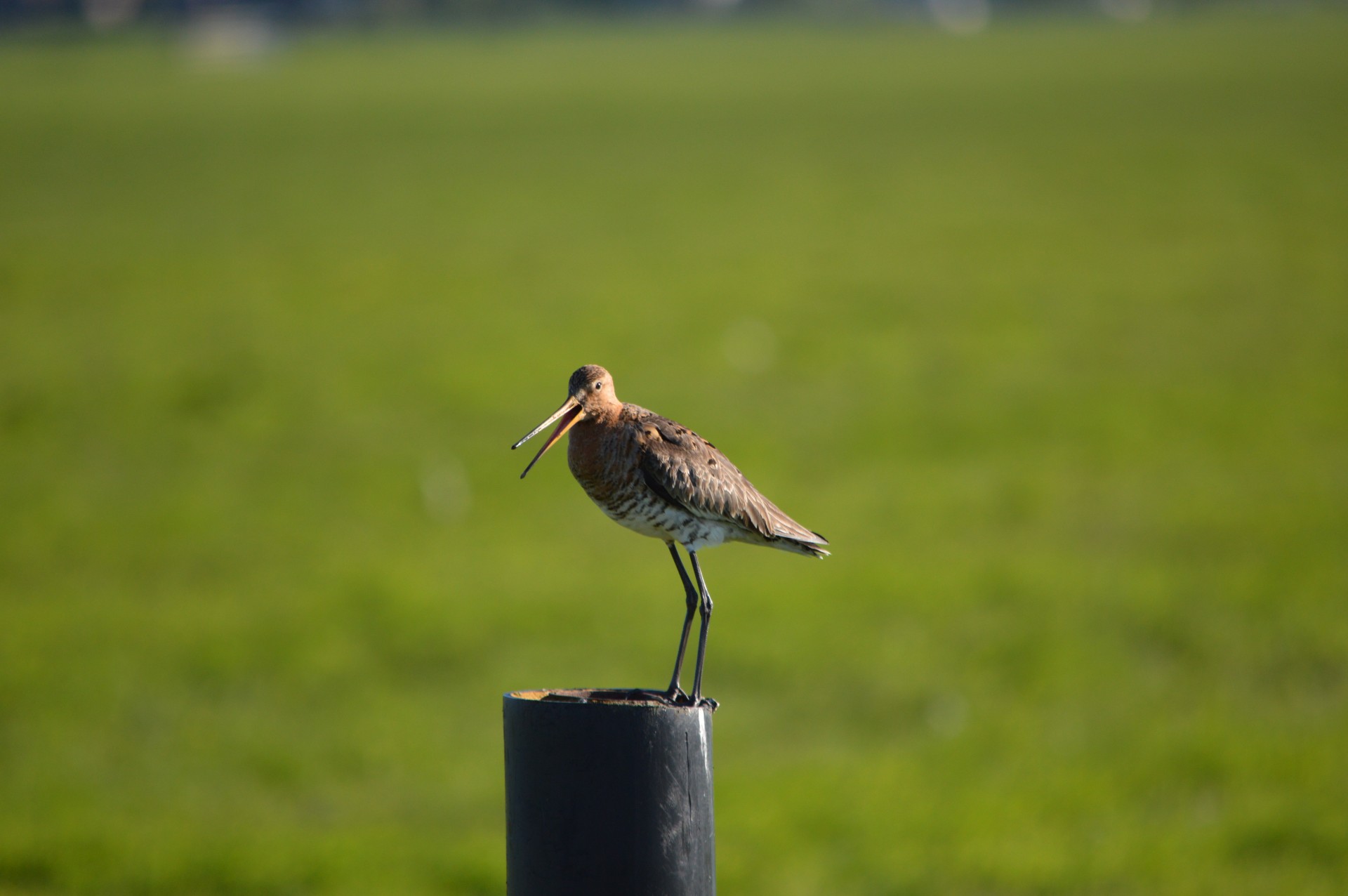 godwit bird spring free photo