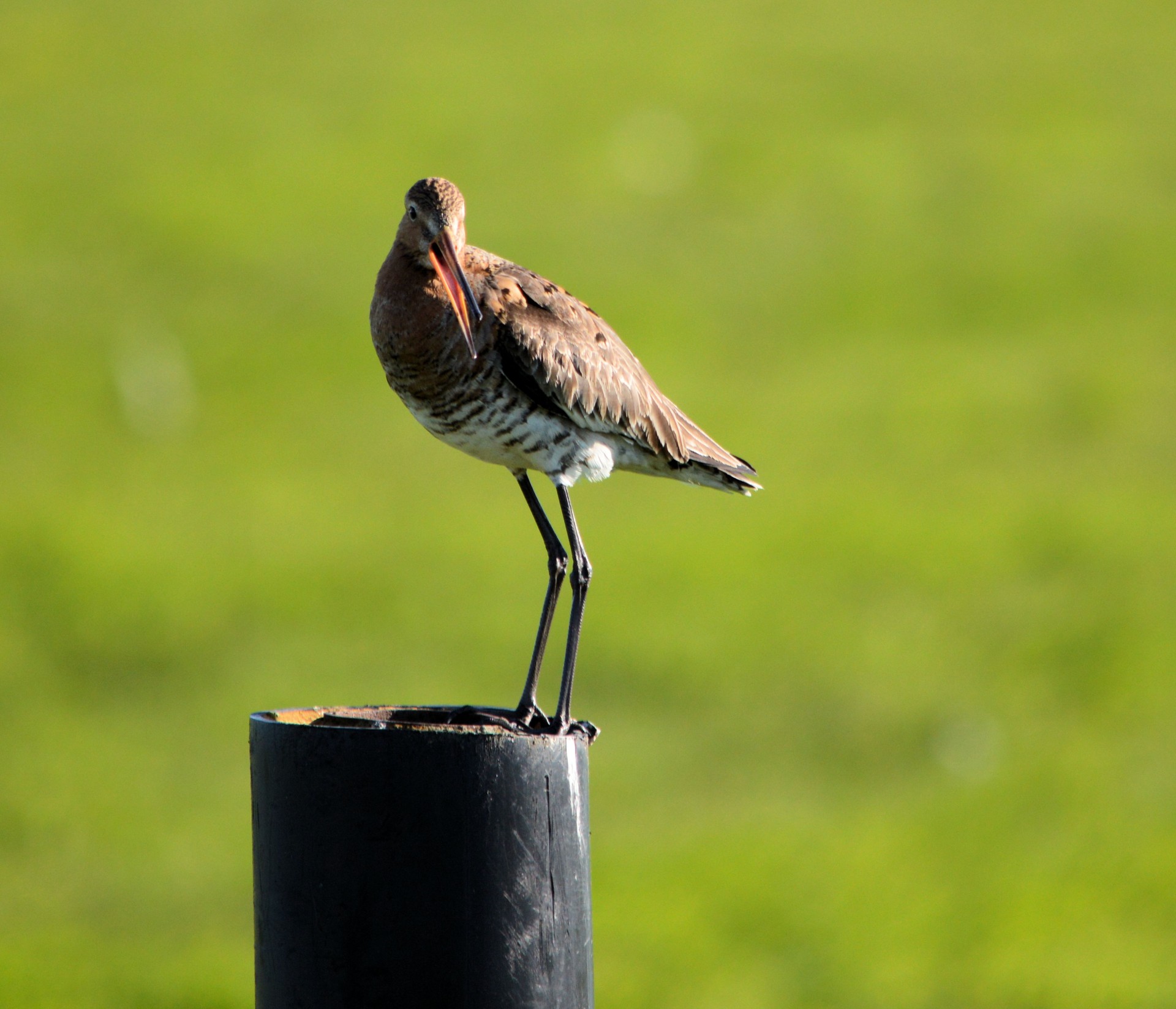 godwit bird spring free photo