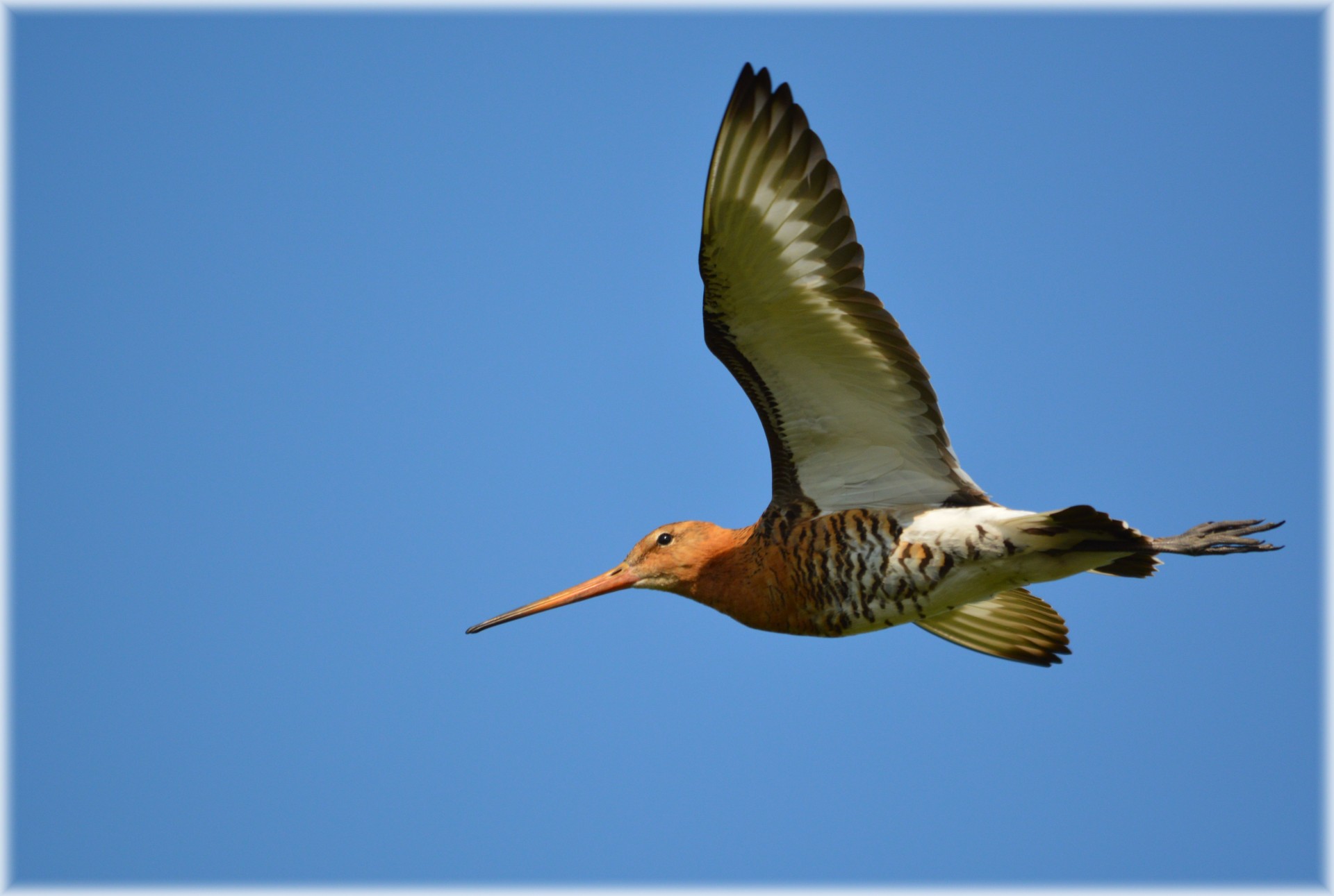 godwit bird flies pasture holland free photo