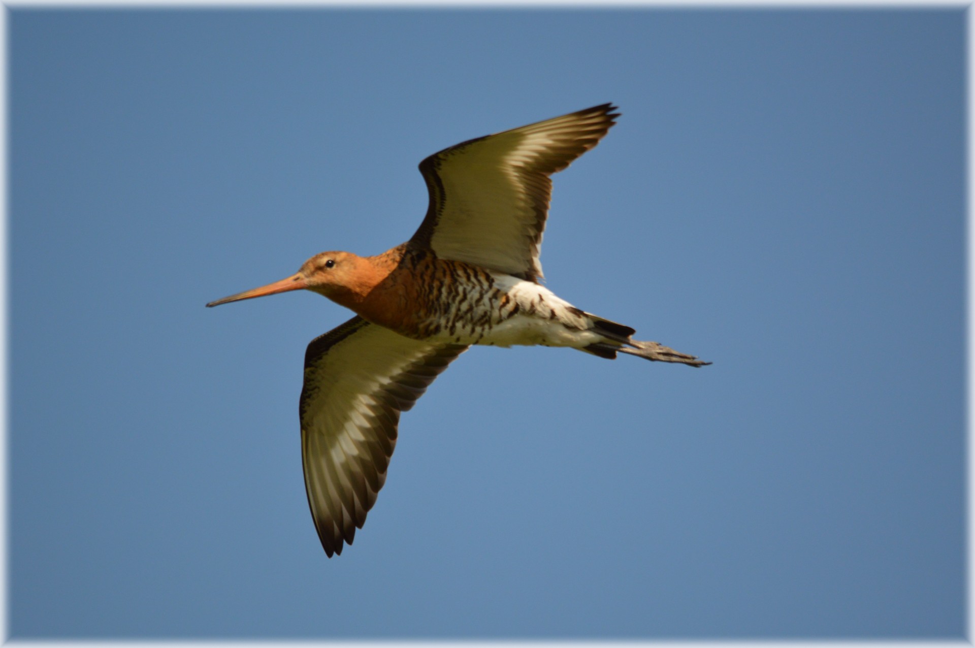 godwit bird flies pasture holland free photo