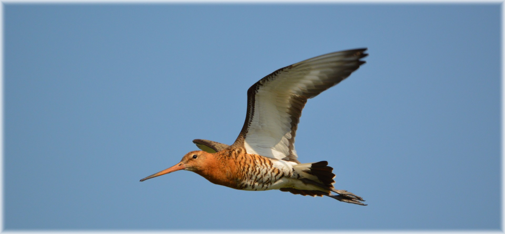 godwit bird flies pasture holland free photo