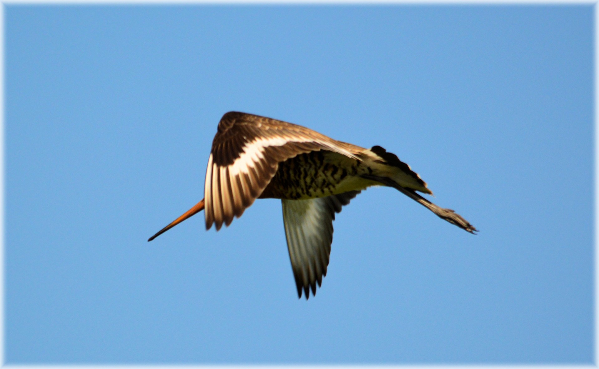 godwit bird flies pasture holland free photo