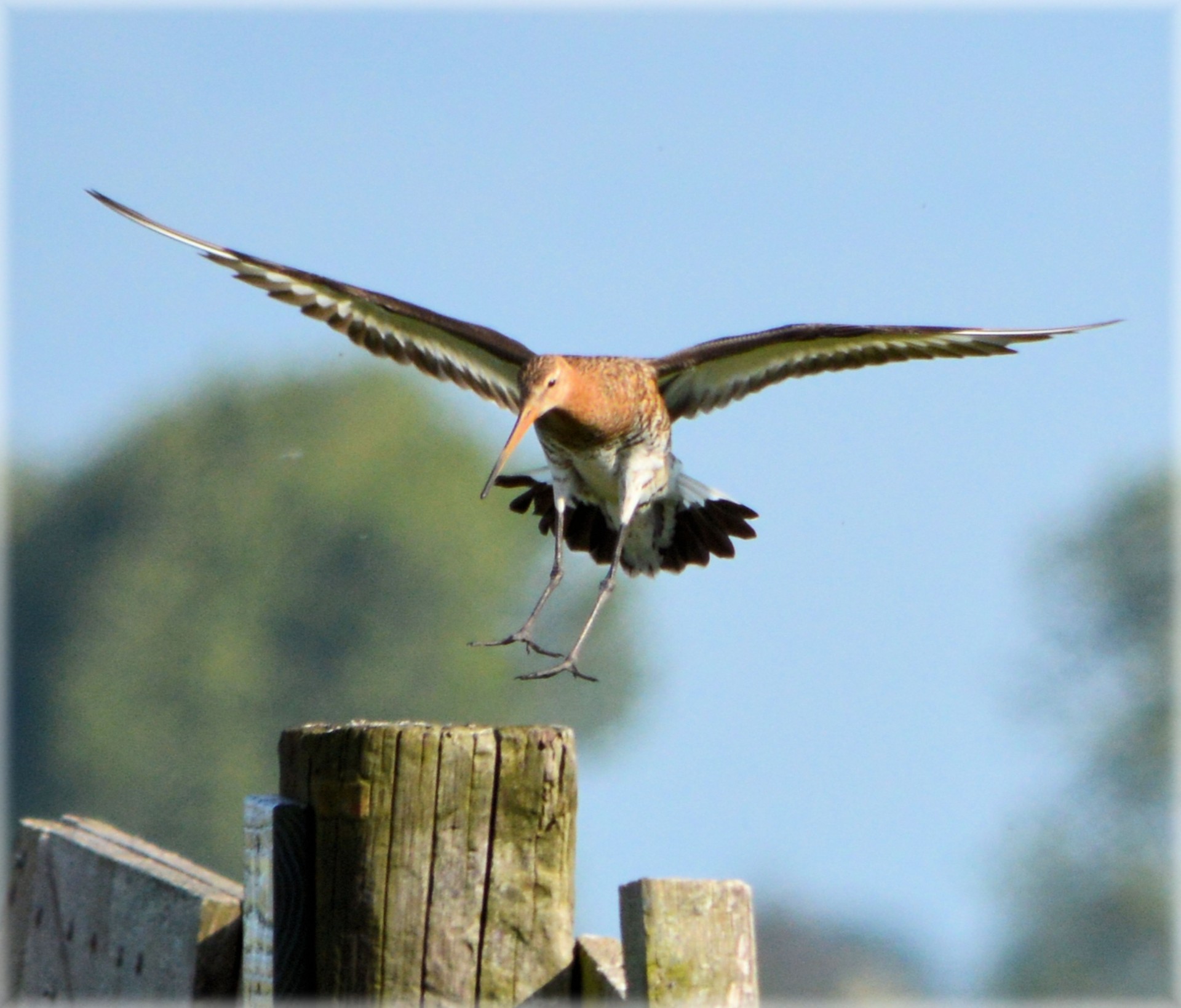 godwit bird flies pasture holland free photo