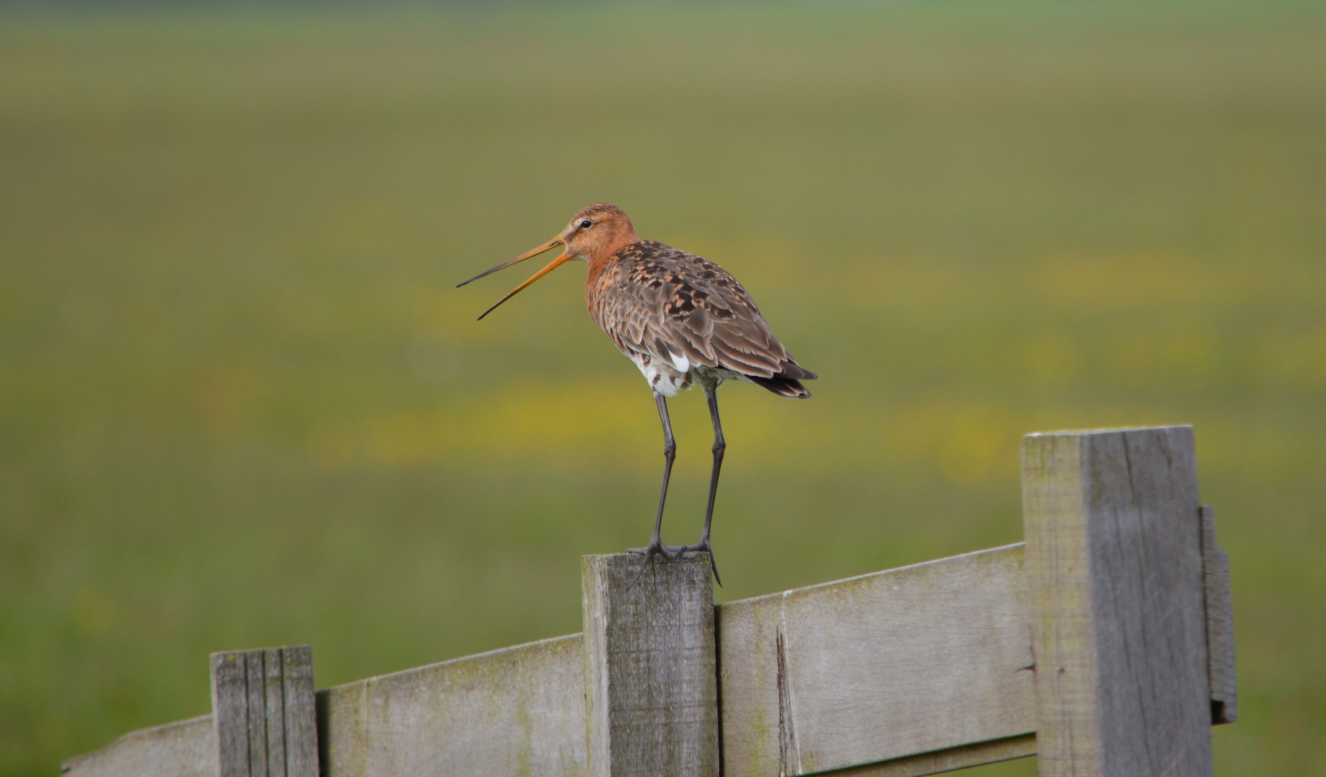 godwit pole bird free photo