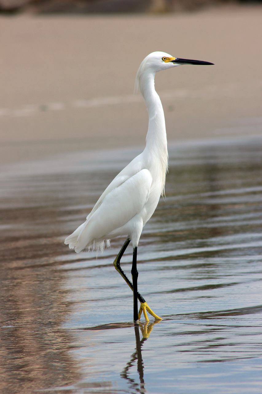 gruya nature ocean free photo