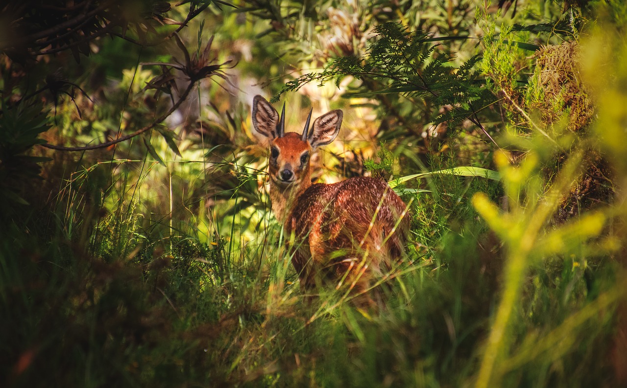 grysbok  deer  antelope free photo