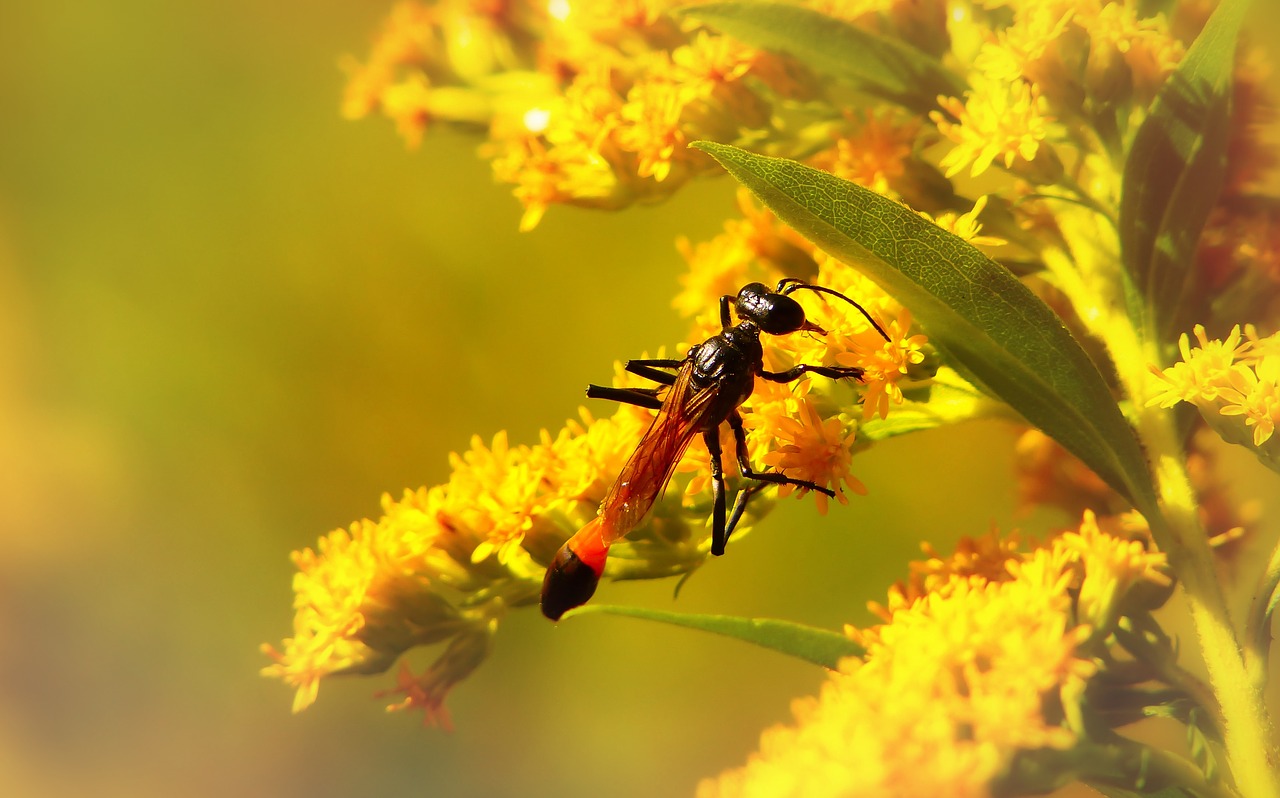 grzebaczowate  błonkówka  insect free photo