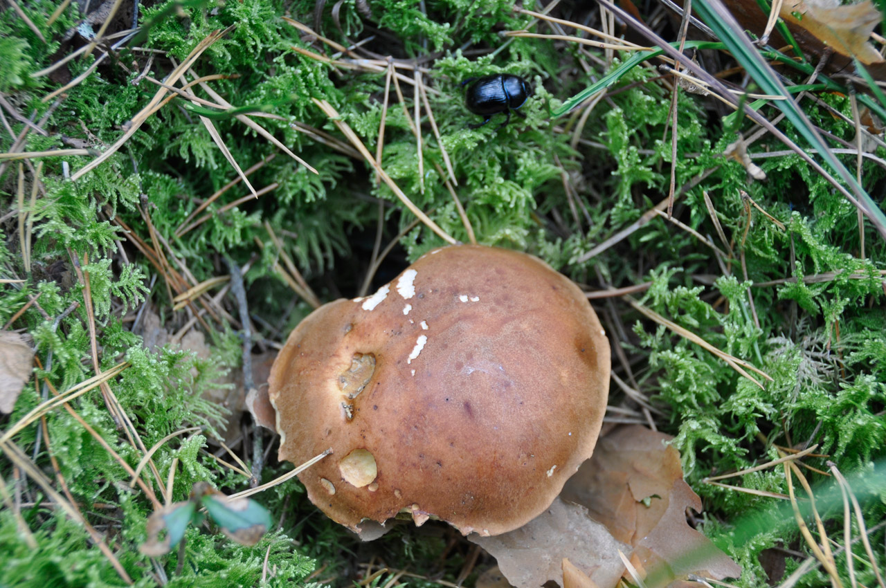 fungus beetle forest free photo