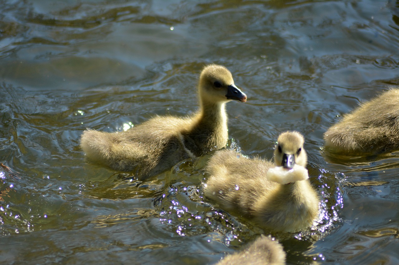 gæsling  feeding  young free photo