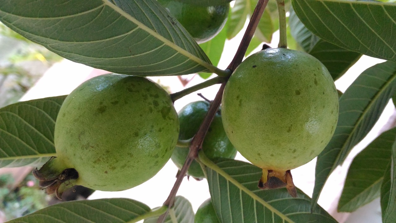 guaba fruit green free photo