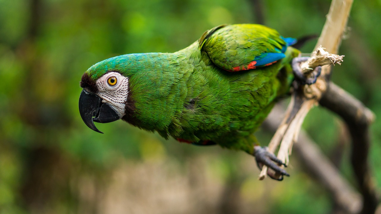 guacamaya  animal  grass free photo