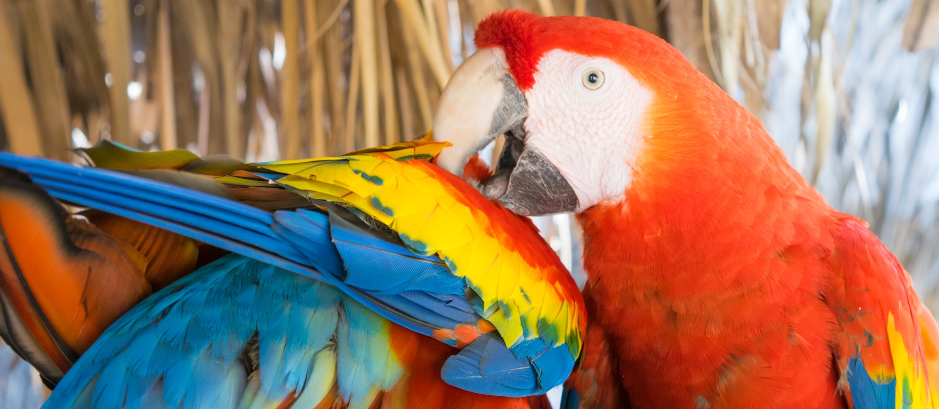 macaw macaws parrots free photo