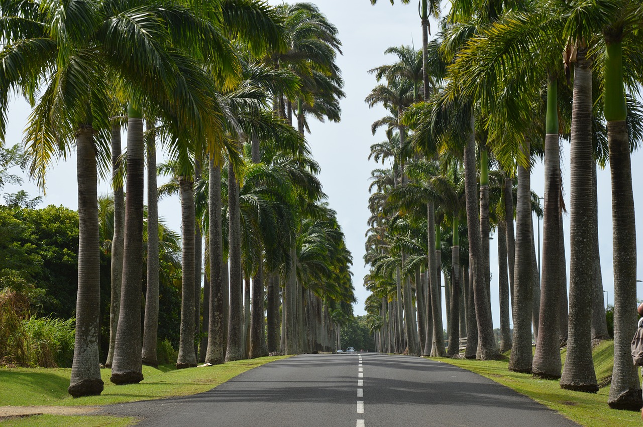 guadeloupe palm road free photo