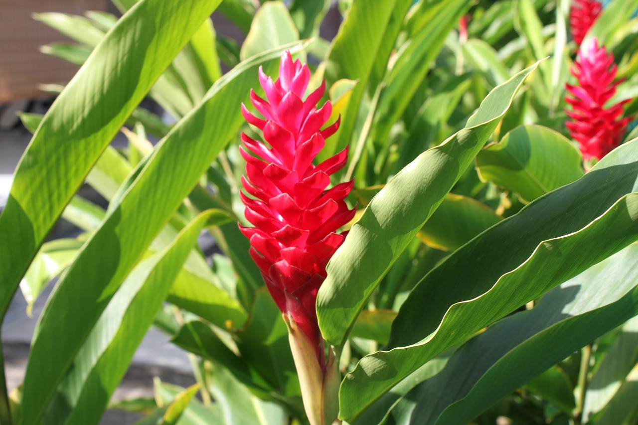 guadeloupe  flower  exotic free photo