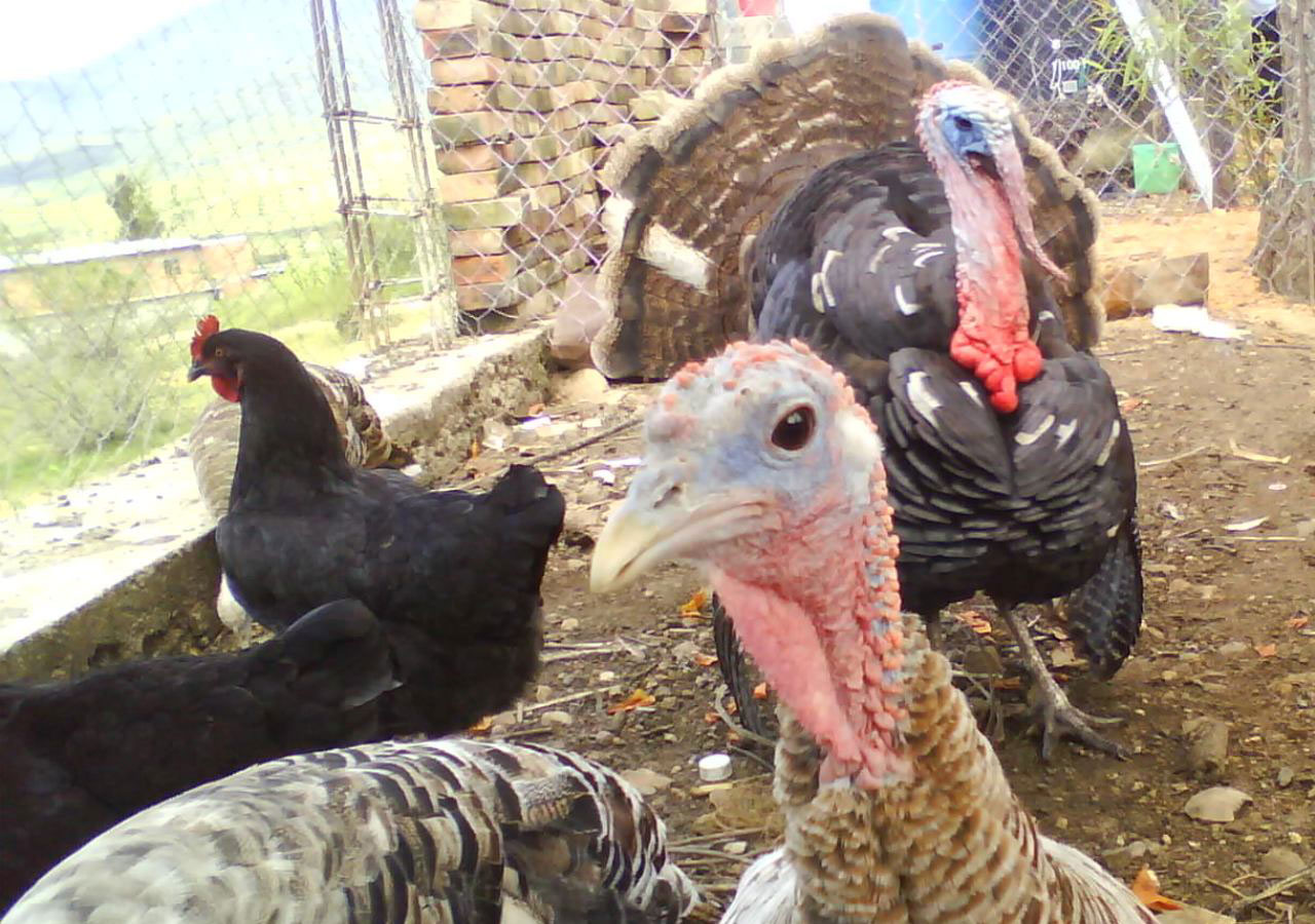 turkey animal animals free photo