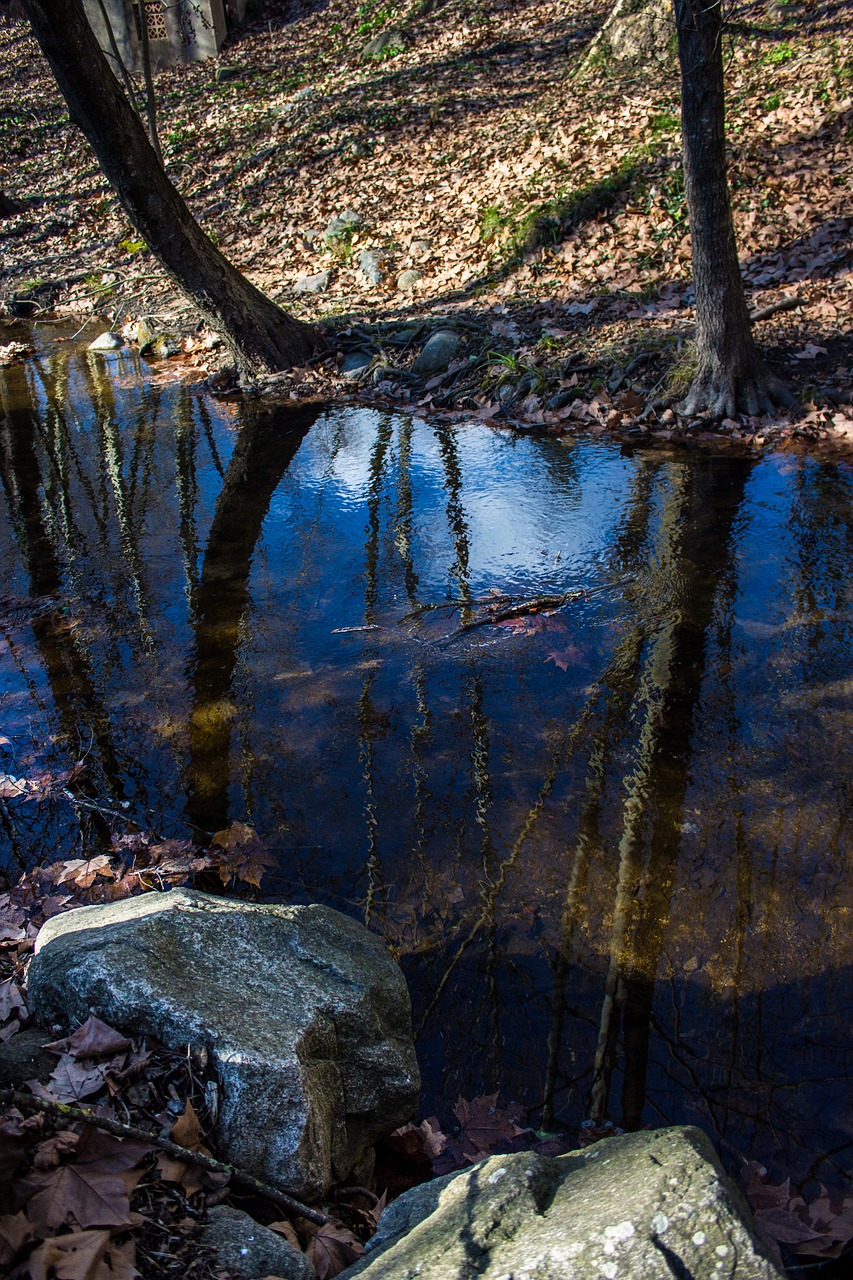 gualba  forest  nature free photo