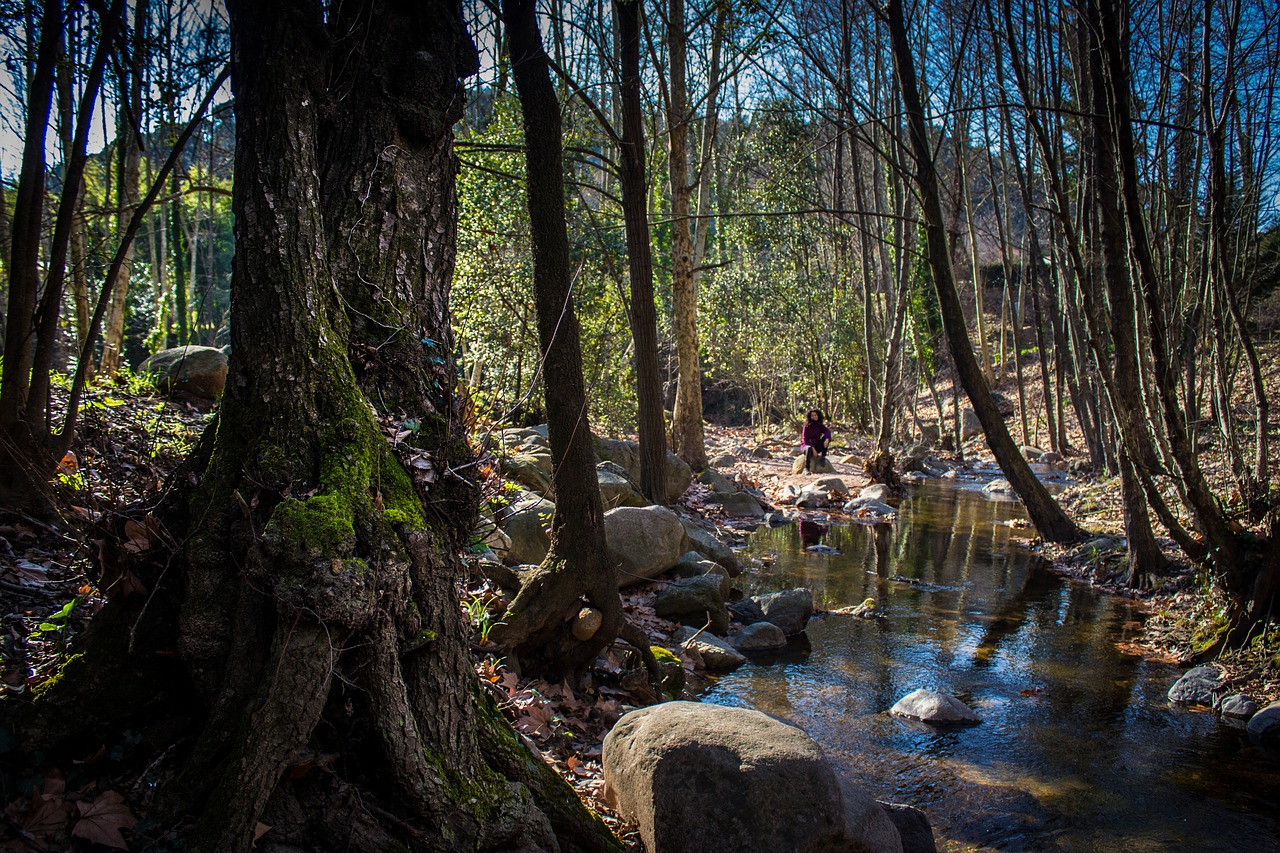 gualba  forest  nature free photo