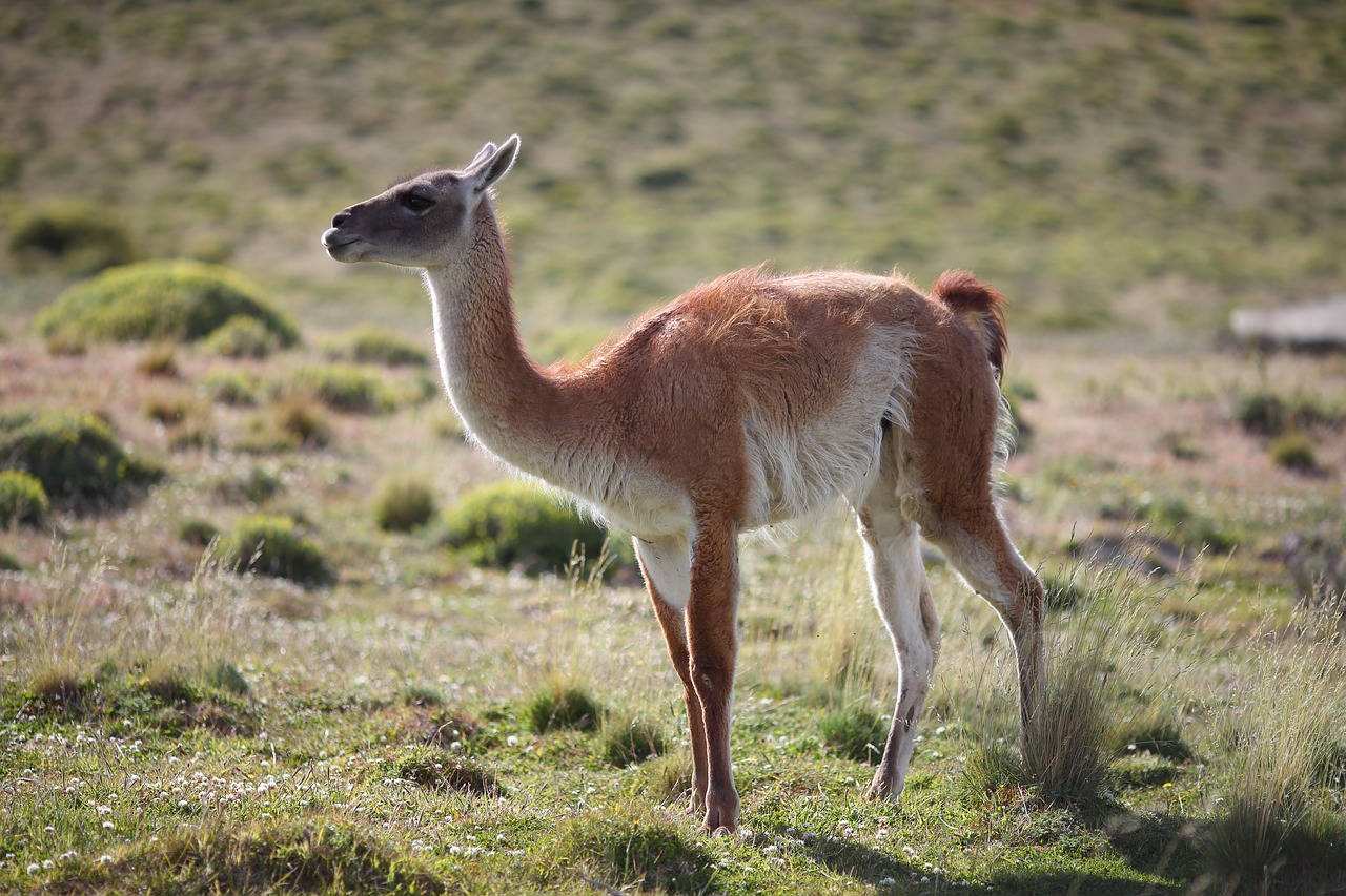 guanaco  animal  chile free photo