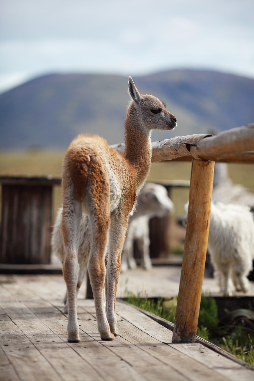 guanaco  animal  chile free photo