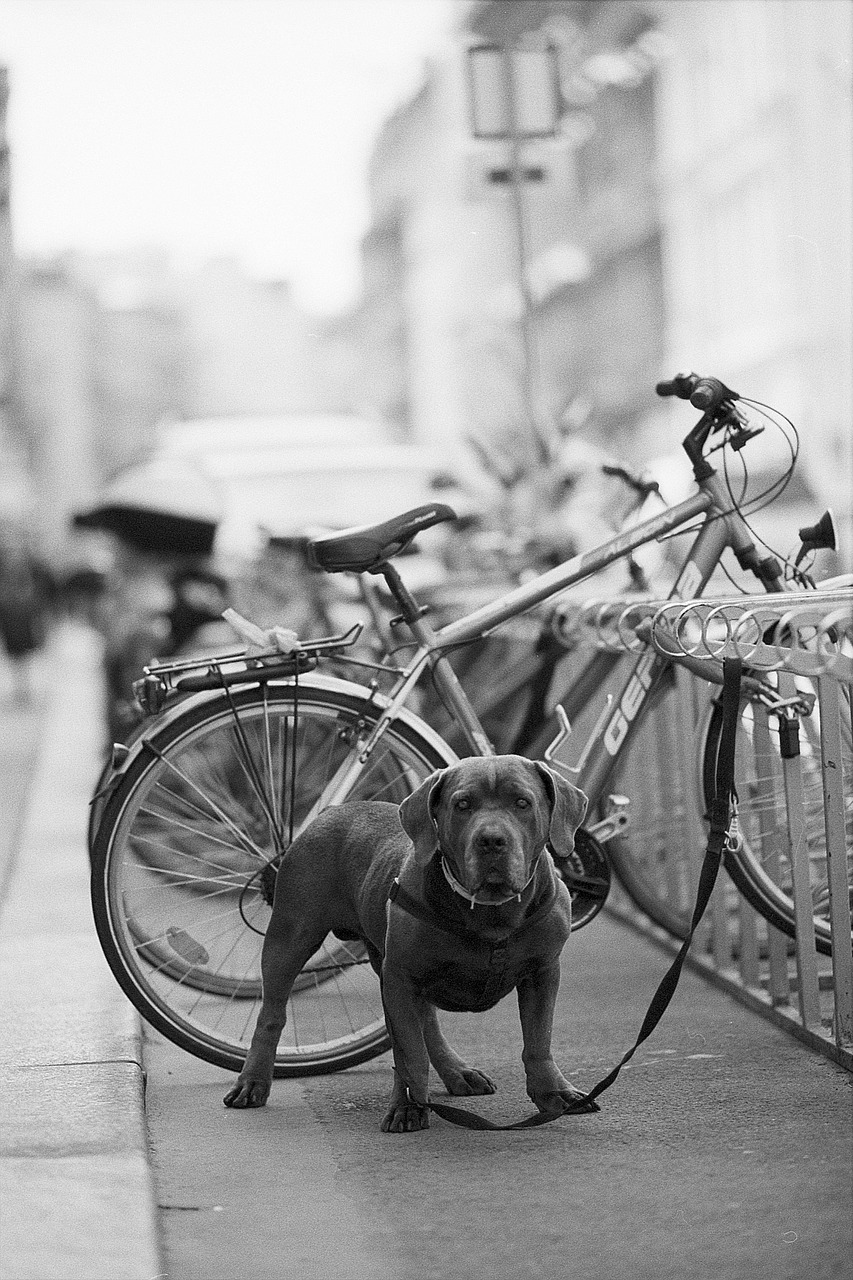 guard dog bicycle free photo