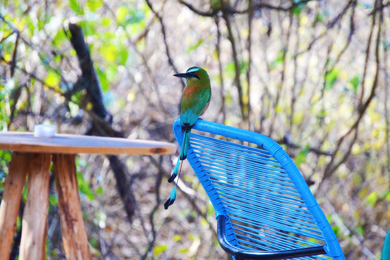 guardabarranco  bird  nature free photo