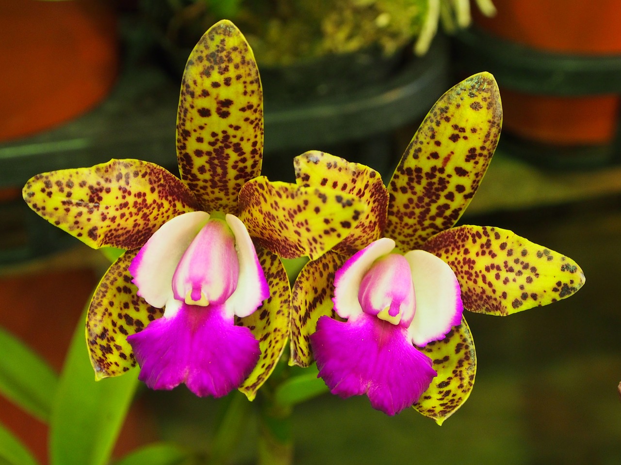 guardian liya orchid spot free photo